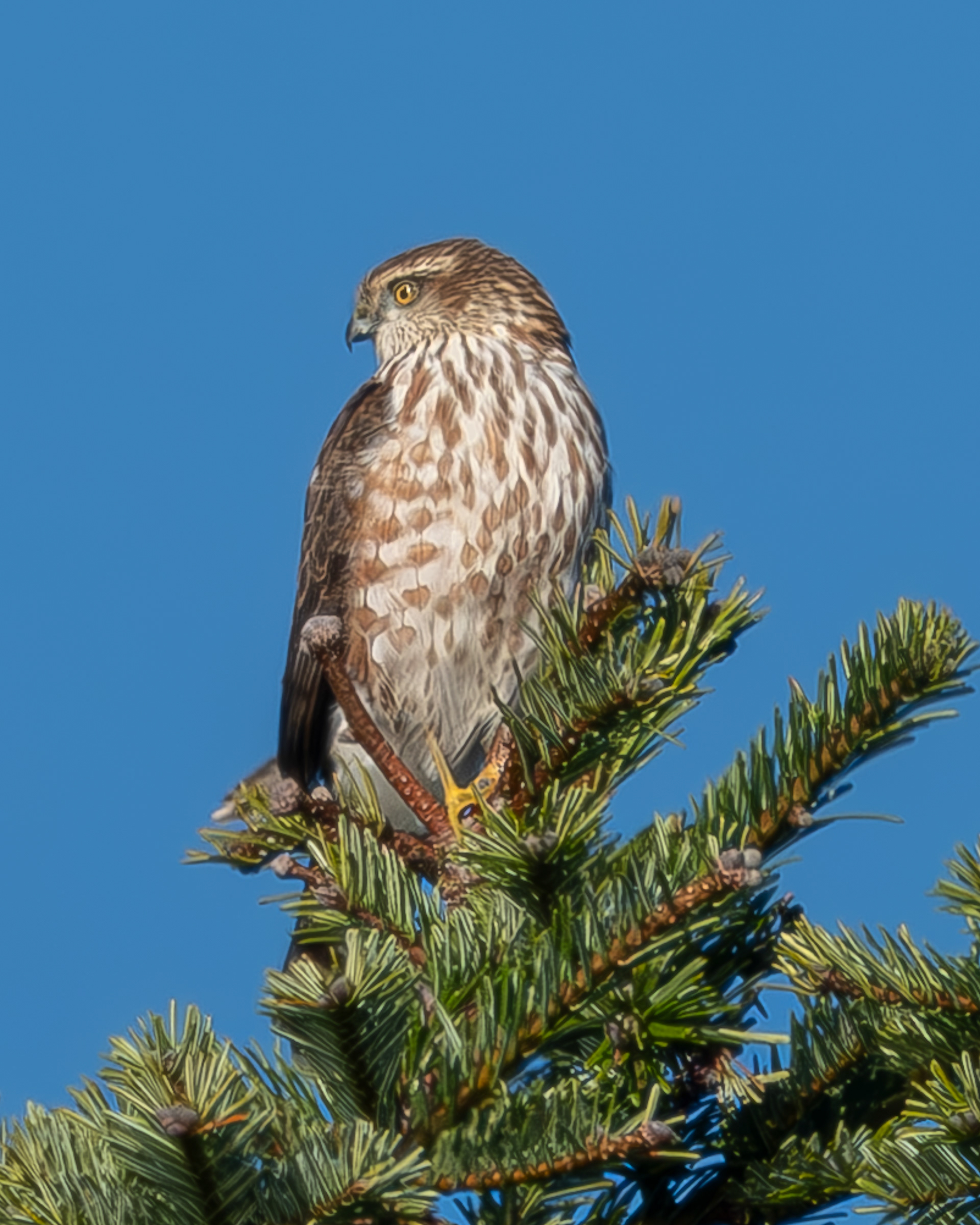 Sharp-shinned Hawk, Iceberg Point