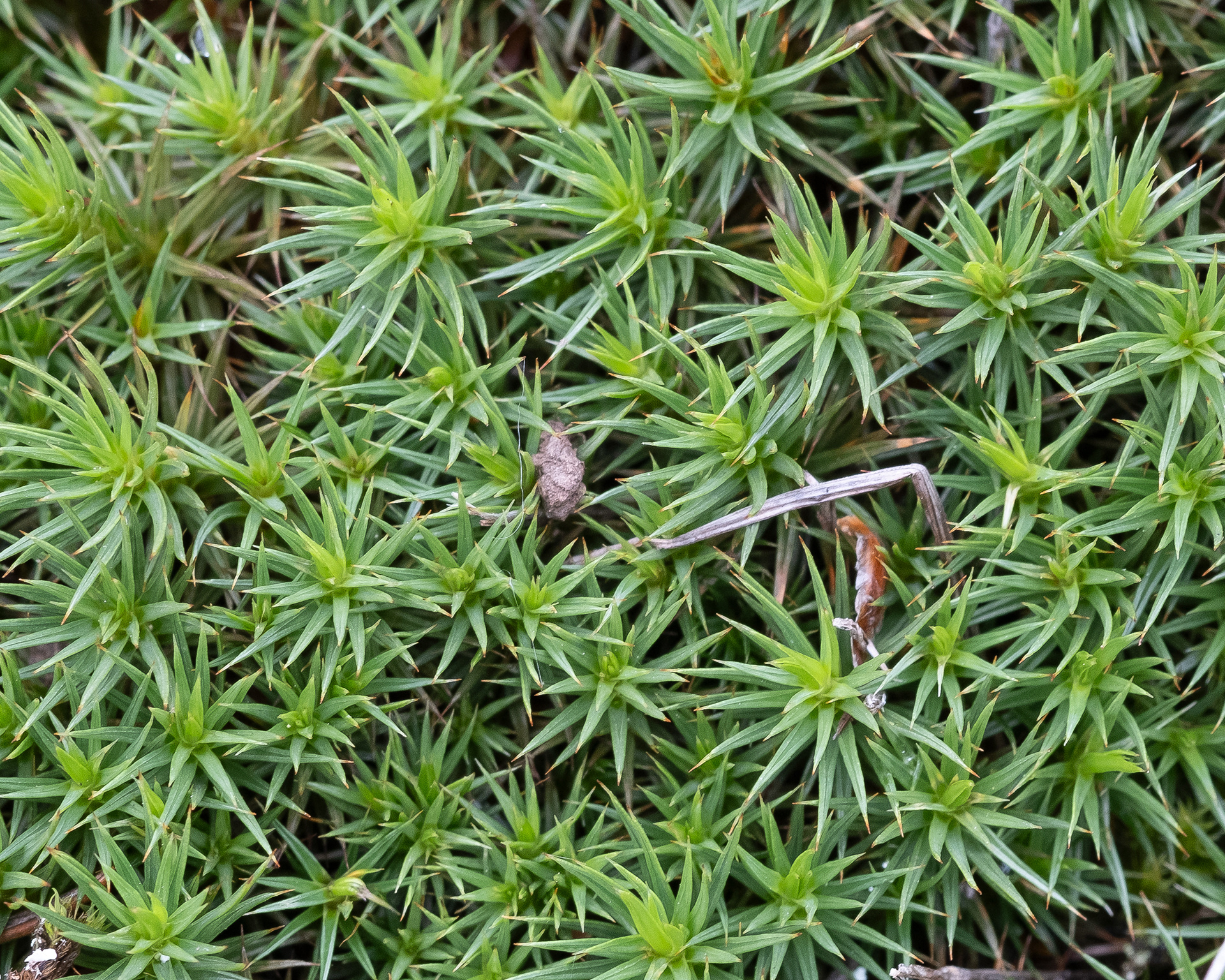 Juniper Haircap Moss (Polytrichum juniperinum)