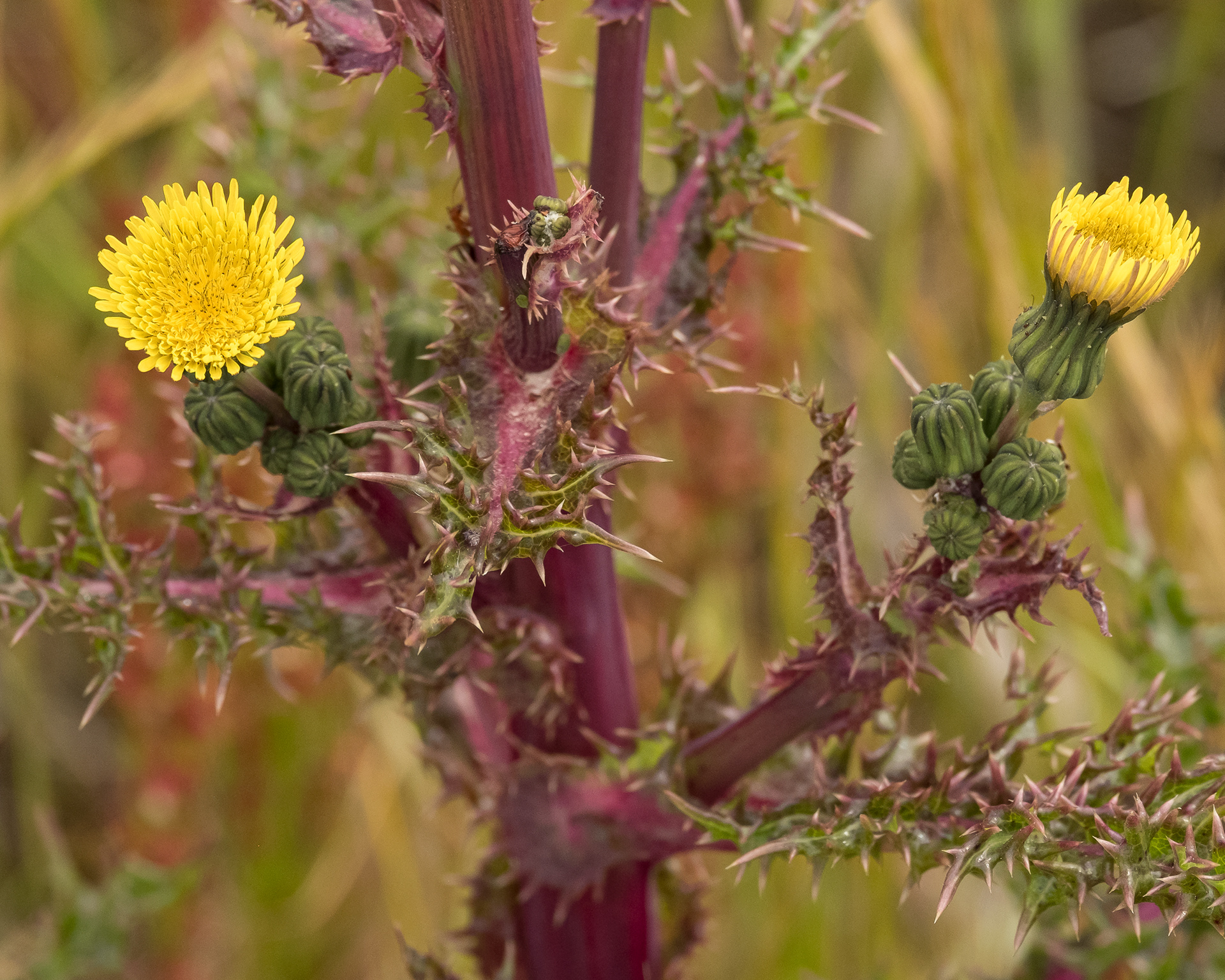 Prickly Sowthistle, Iceberg Point - Noxious Class C