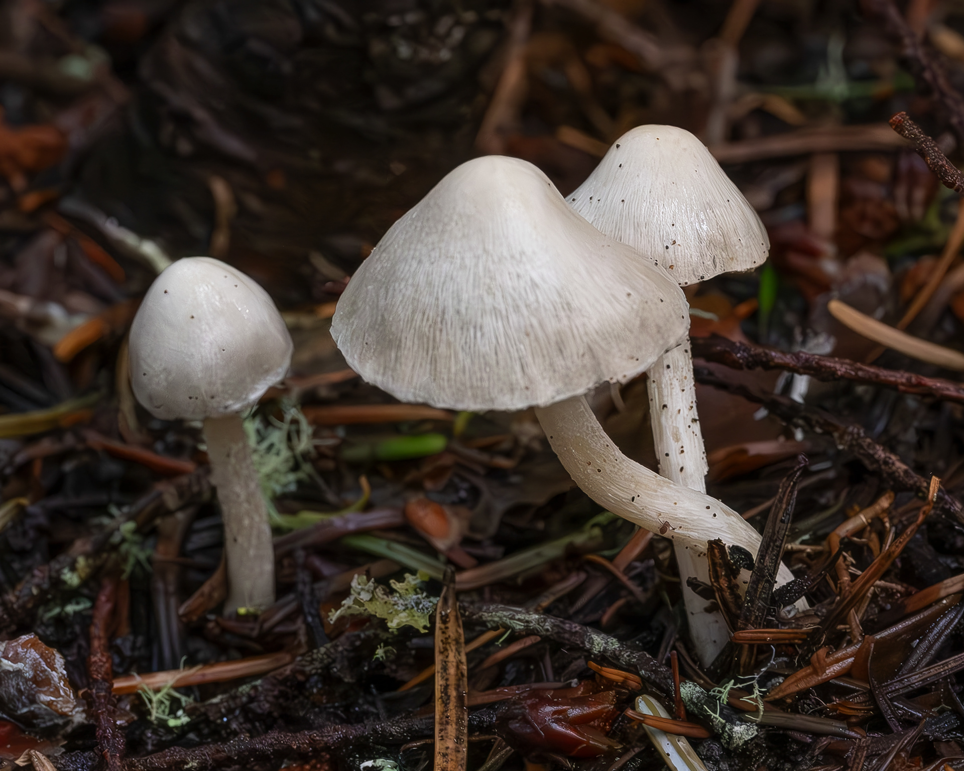 White fiber cap