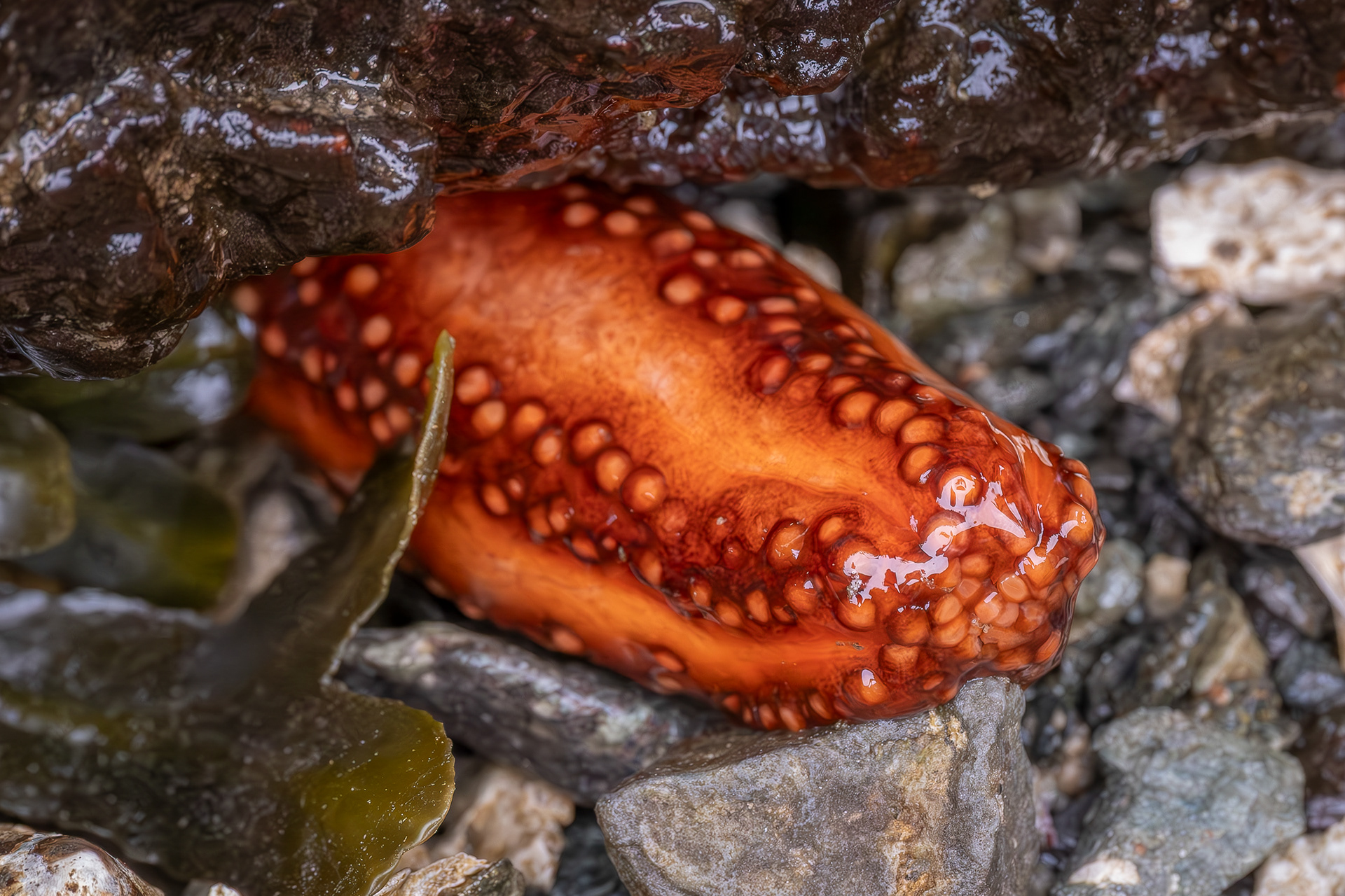 Orange Sea Cucumber, Davis Head