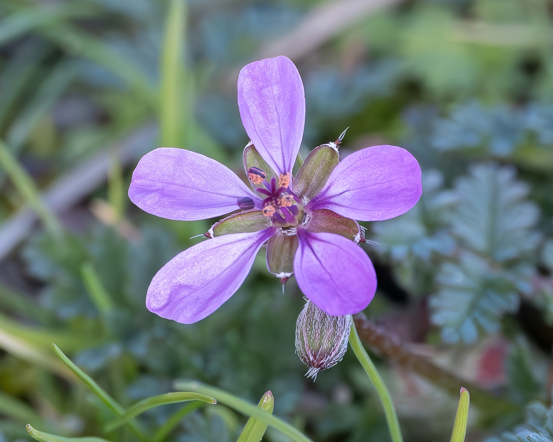 Redstem Storksbill, (Erodium filaree), Richardson Road