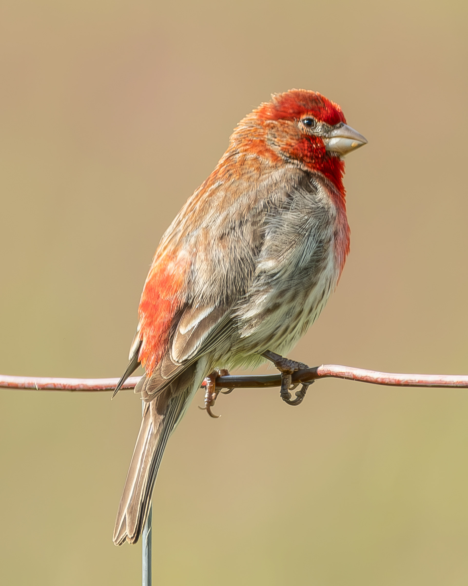 House Finch, Richardson Marsh