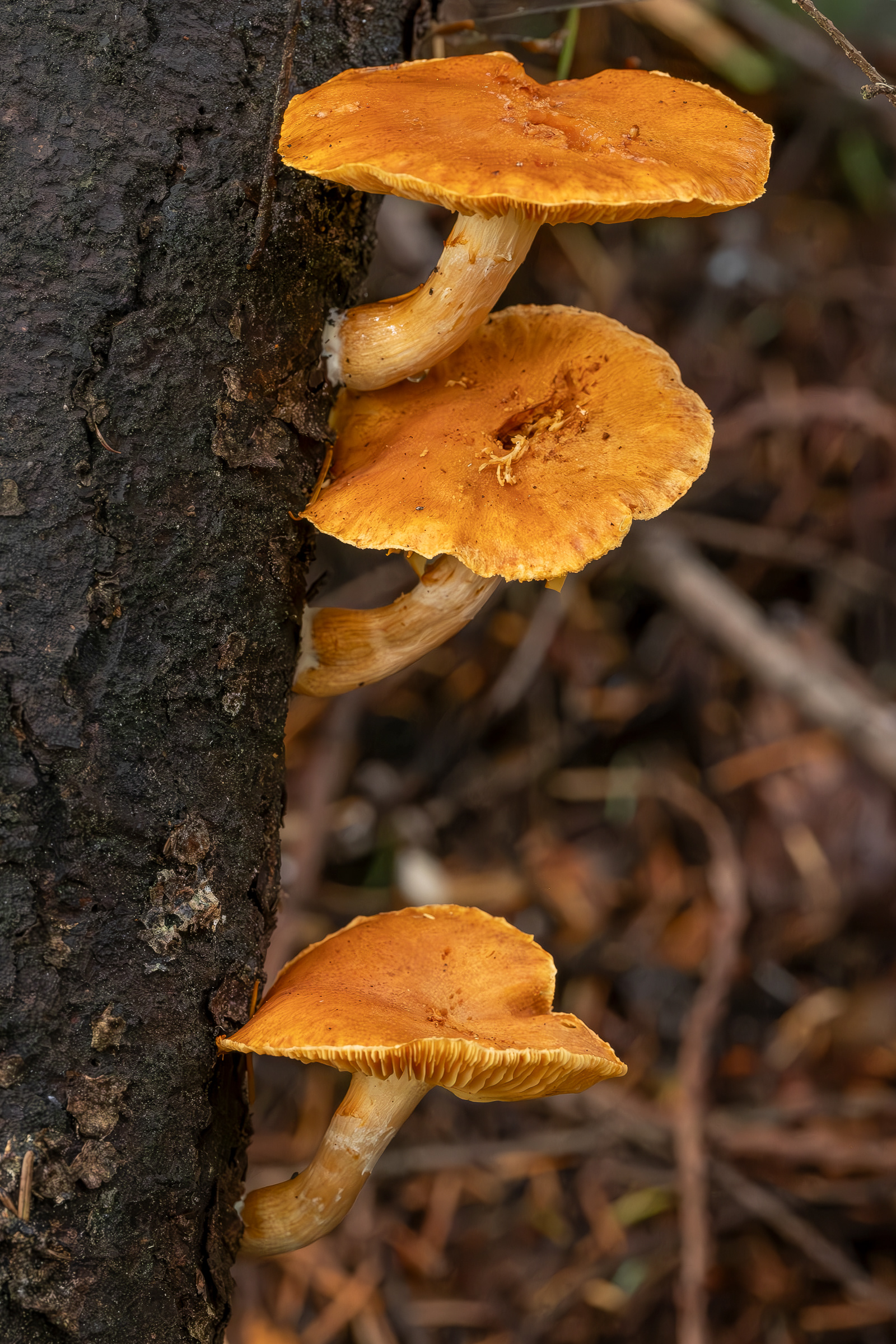 Scaly rustgill (Gymnopilus sapineus), Odlin Park