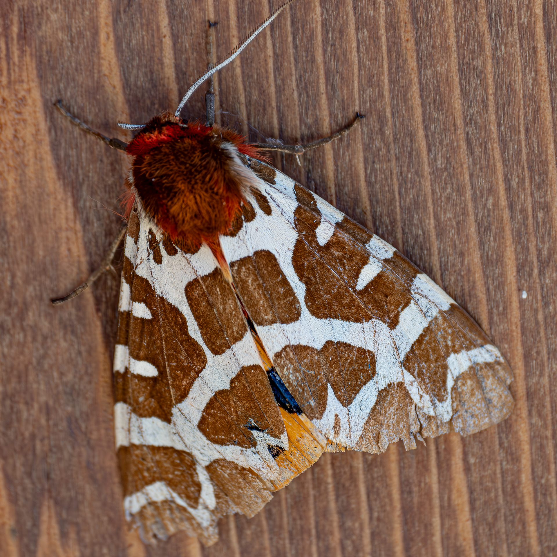 Garden Tiger Moth, Khargaard Road