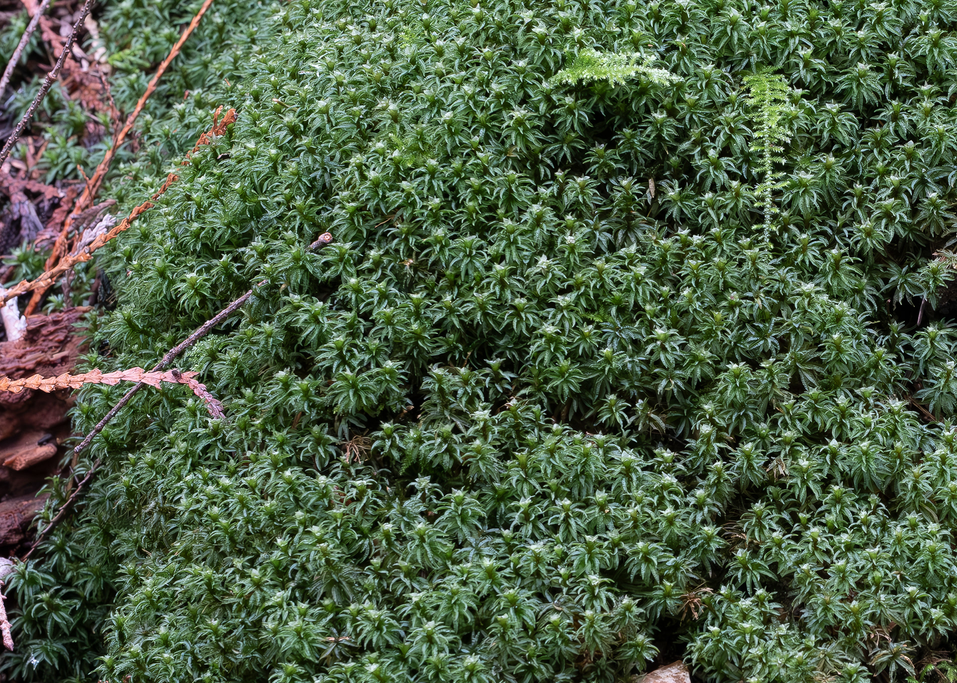 Selwyn's Smoothcap Moss, (Atrichum selwynii), Hummel Lake Preserve