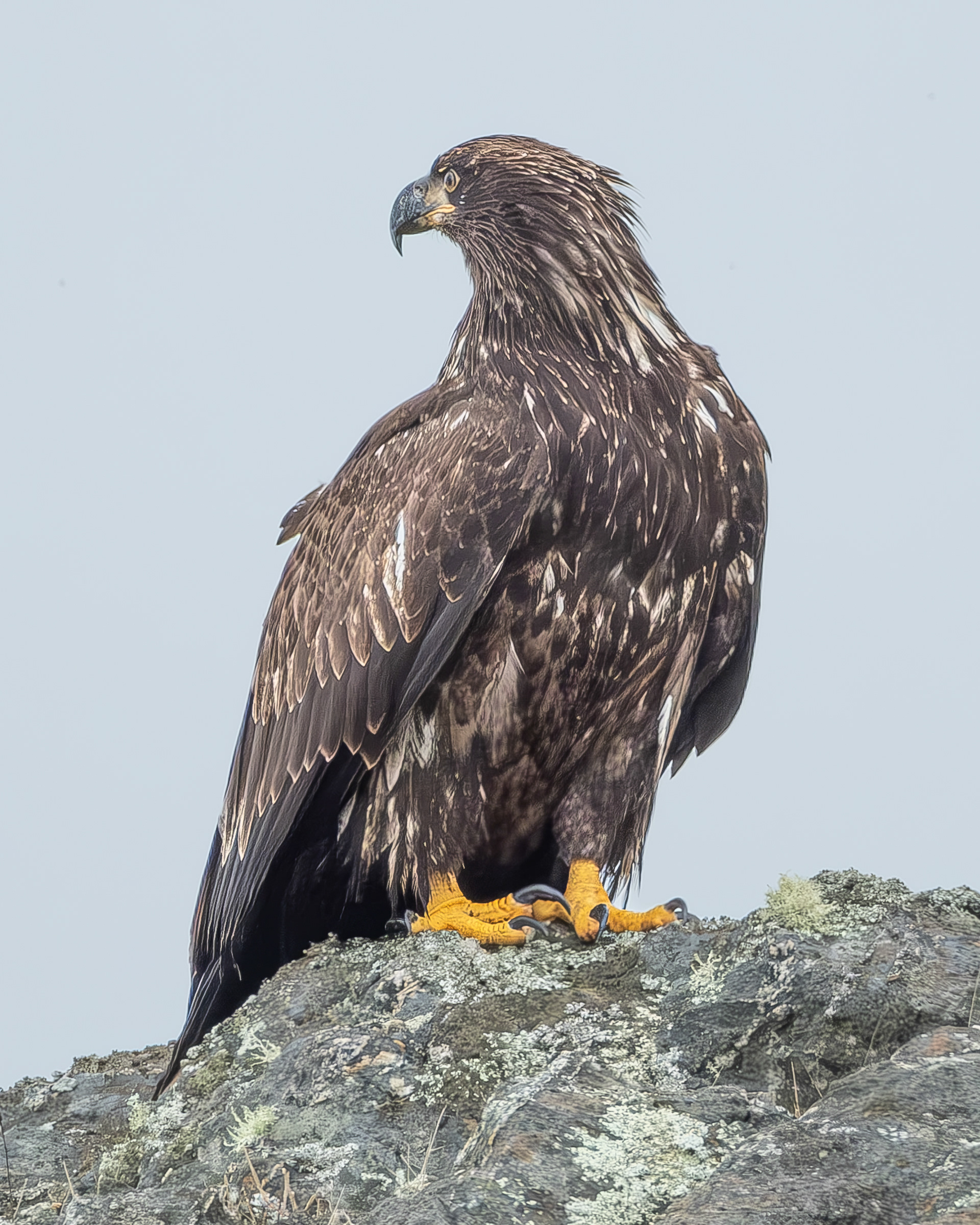 Immature Eagle, Iceberg Point