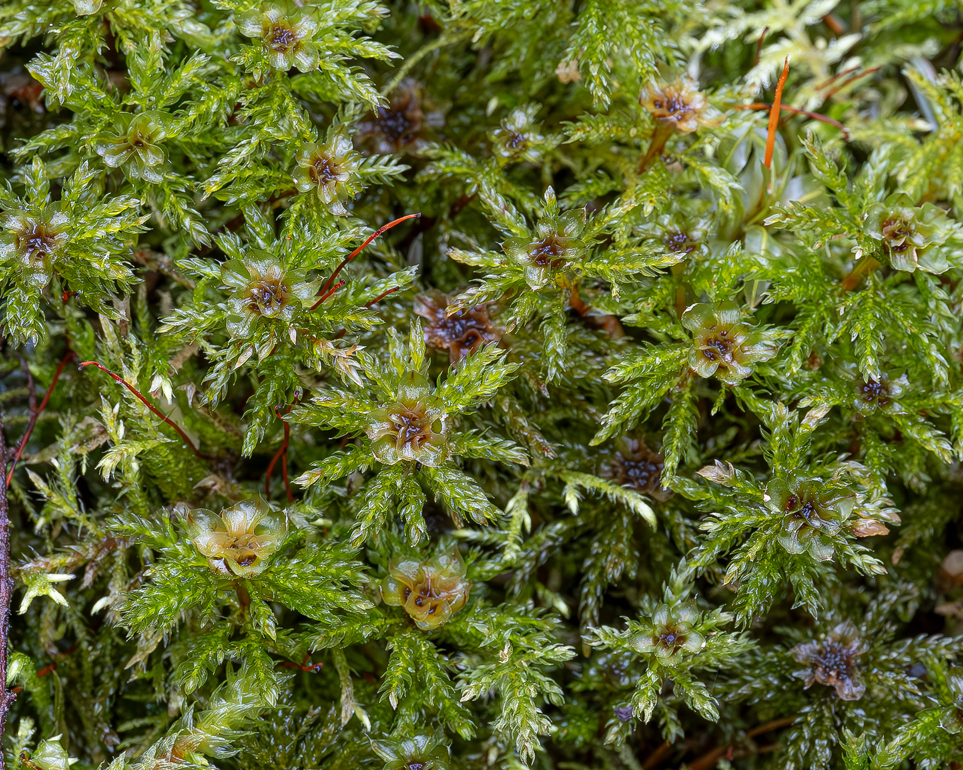 Menzie's tree moss (Leucolepis acanthoneura), Hummel Lake Preserve