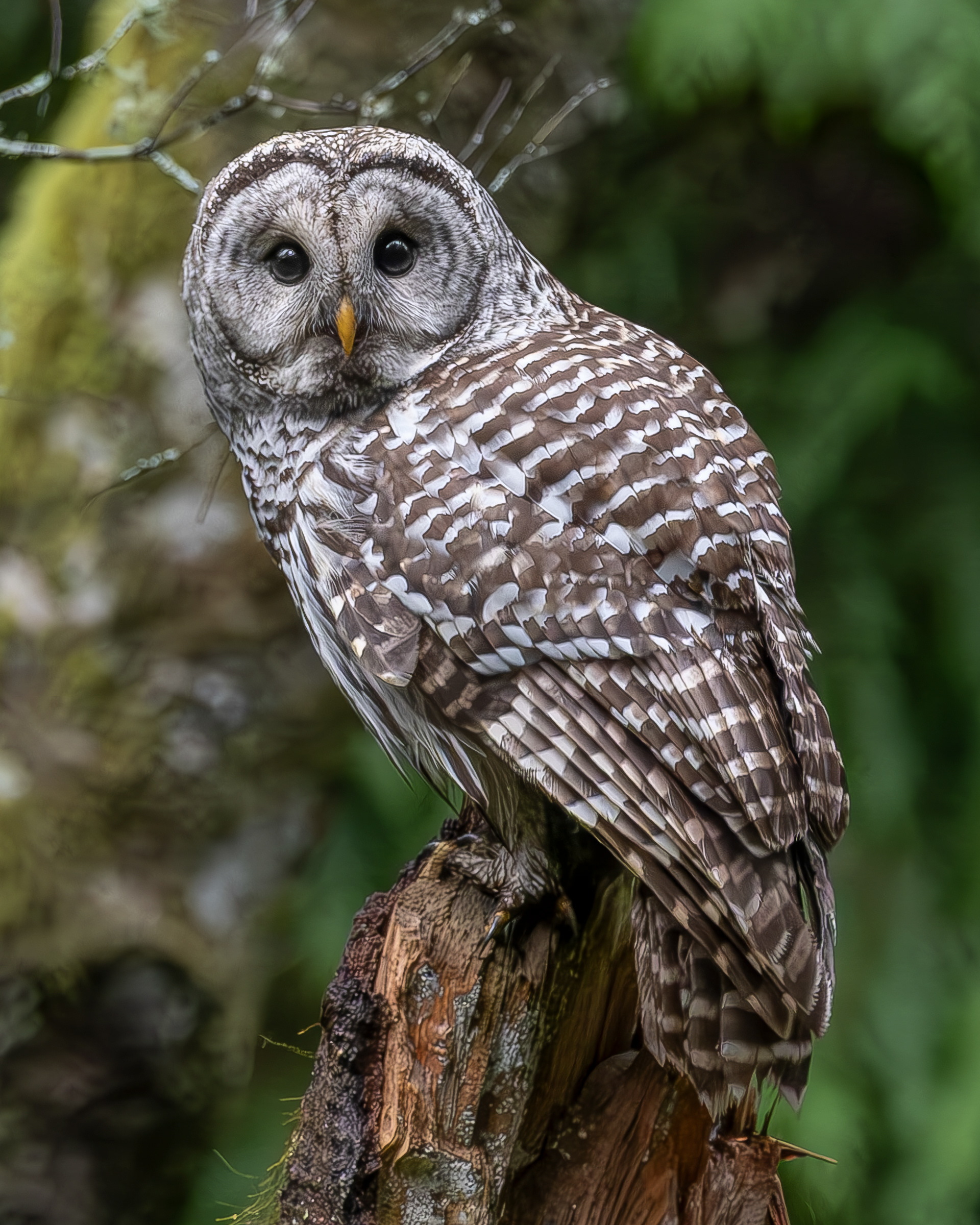 Barred Owl, Lopez Hill