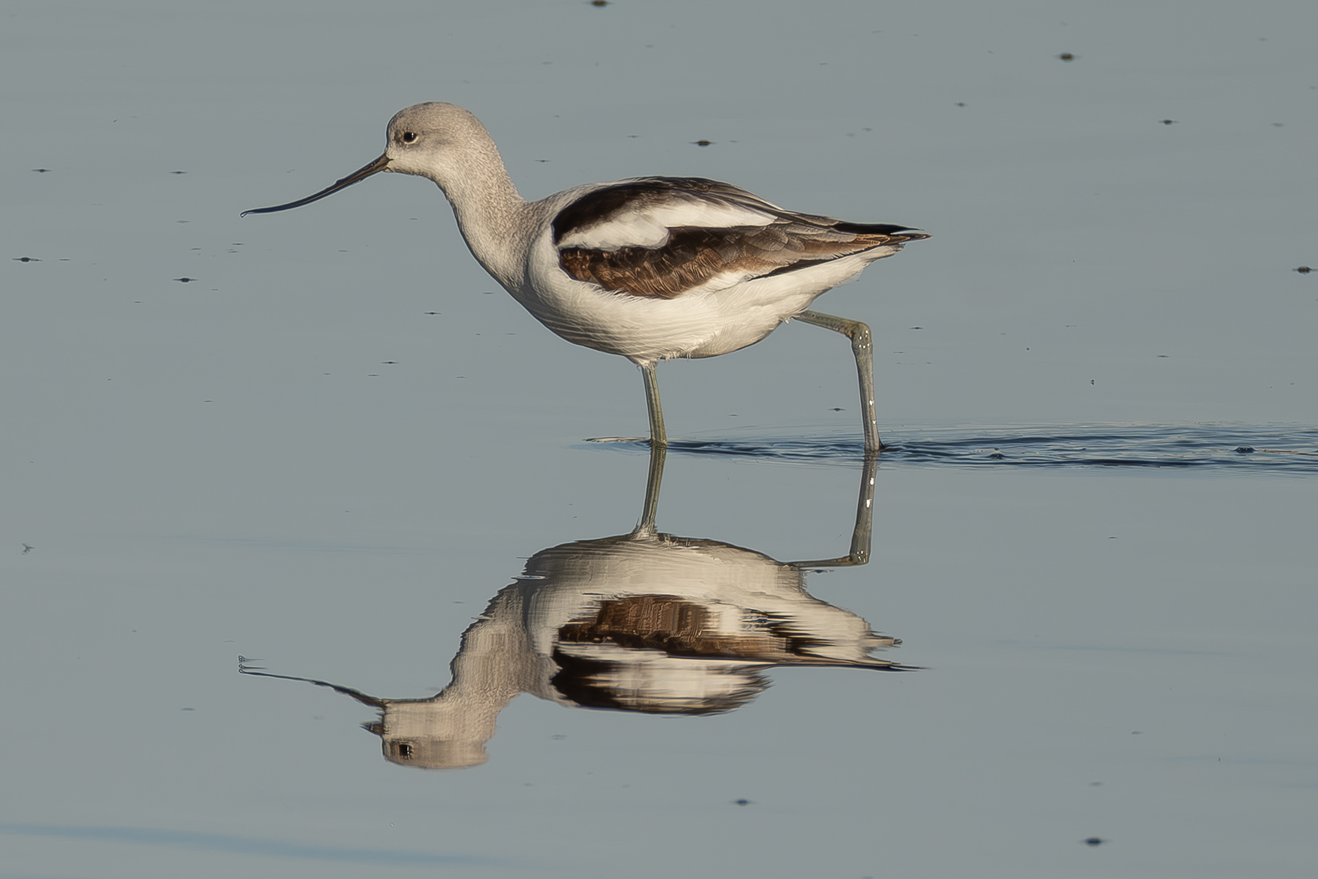 American Avocet, Port Stanley pond