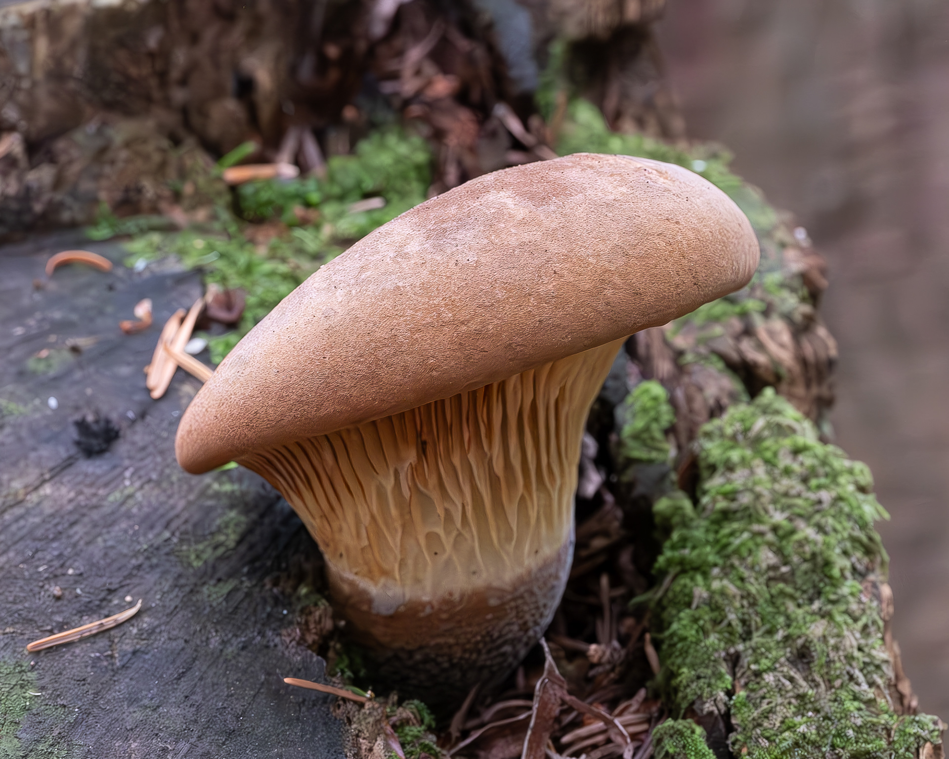 Velvet pax (Tapinella atrotomentosa), Hummel Lake Preserve