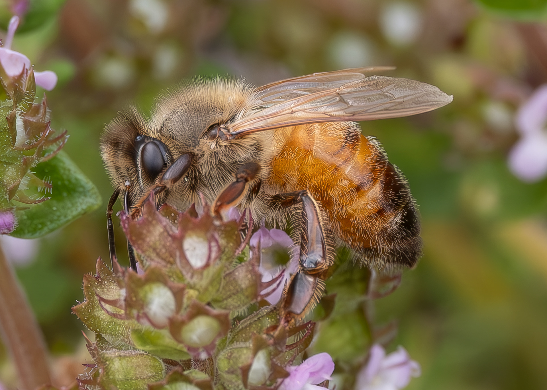 Honey bee (Apis mellifera), Kjargaard Road
