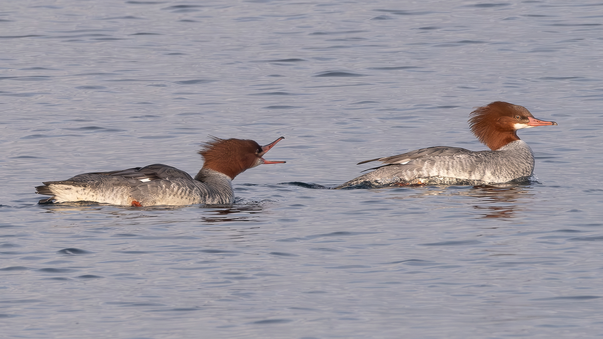 Common Mergansers, Fisherman Spit
