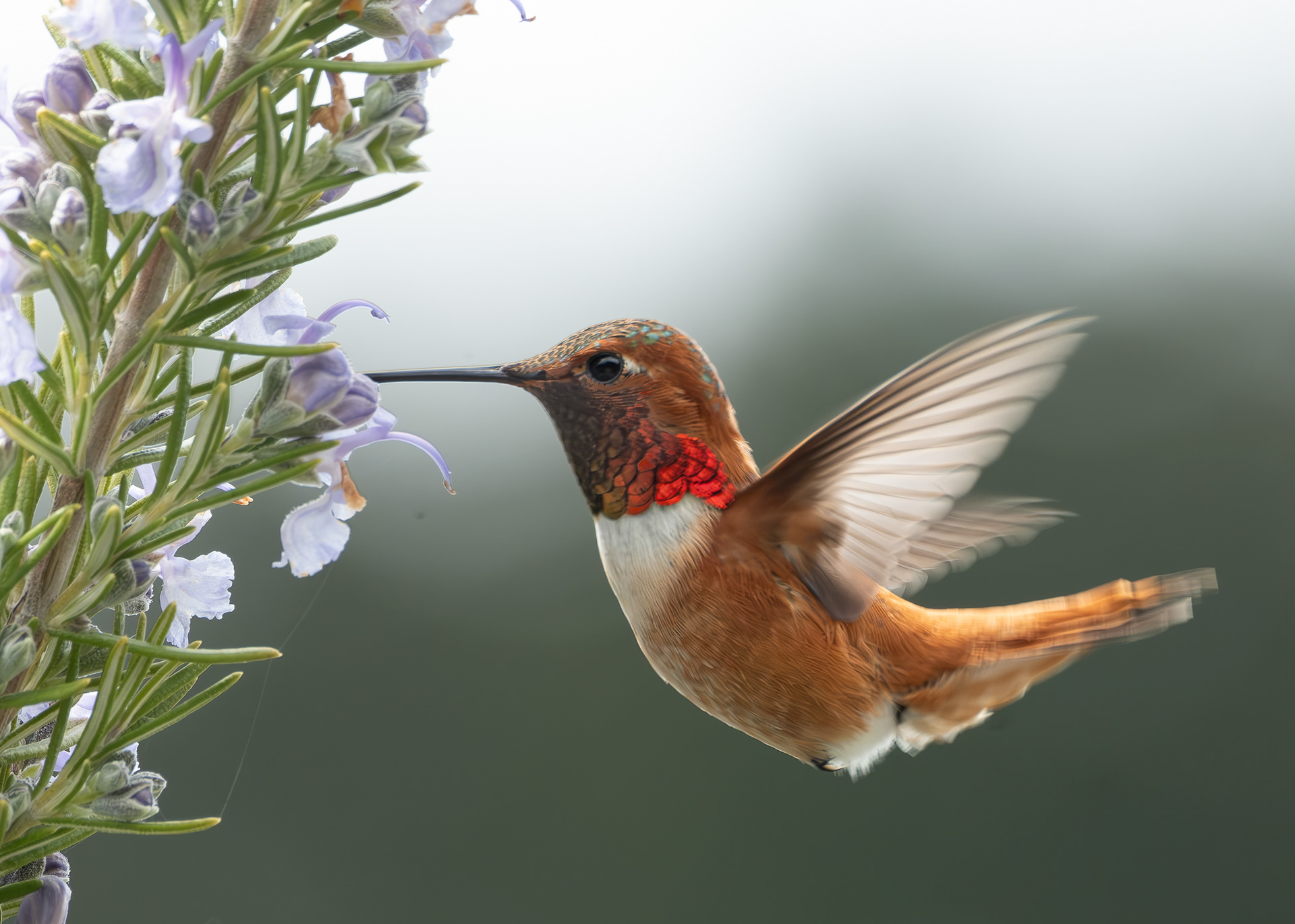 Rufous Hummingbird, Kjargaard Road