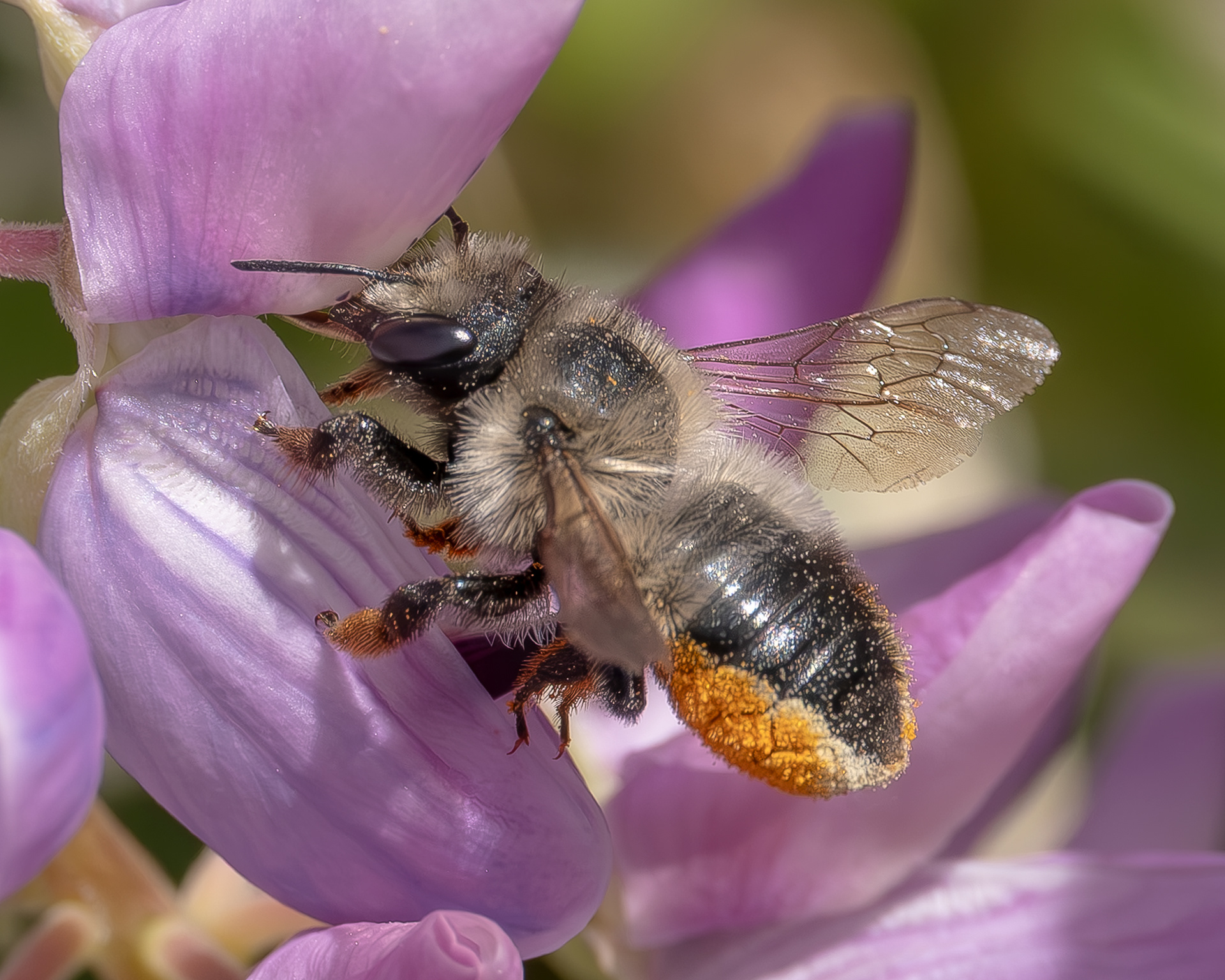 Black-and-Gray Leafcutter Bee (Megachile melanophaea), Kjargaard Road