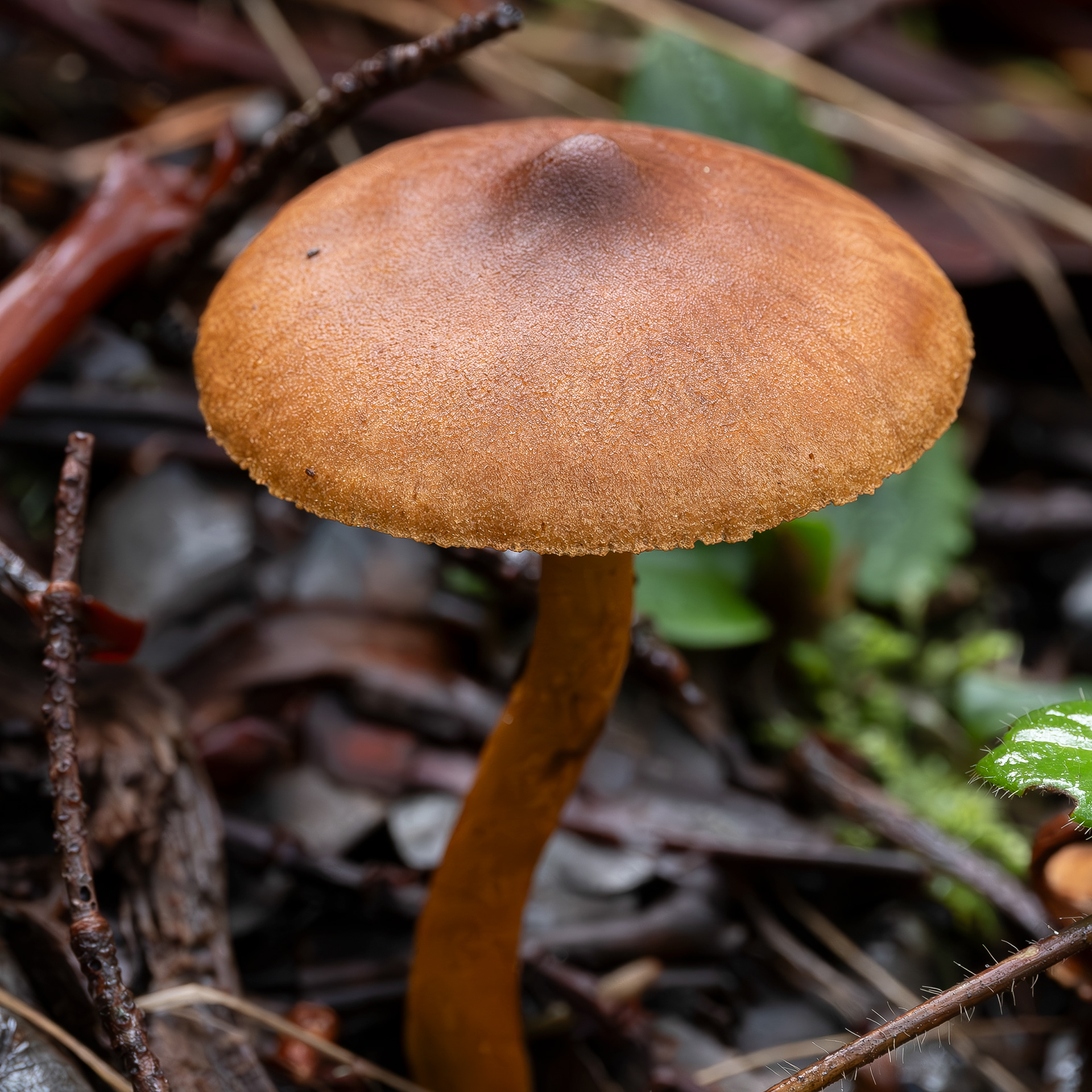 Deadly webcap (Cortinarius rubellus), Chadwick Hill