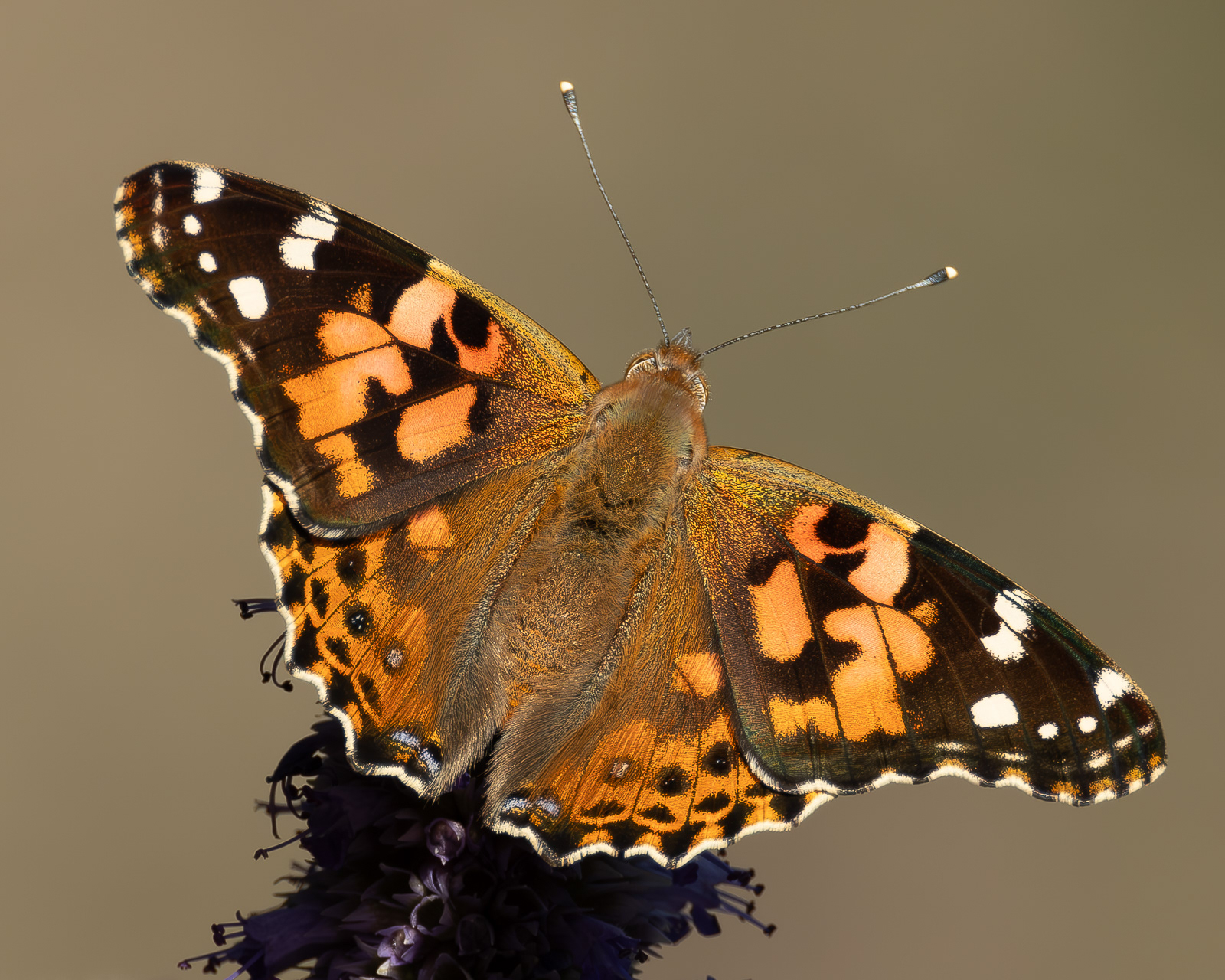 Painted Lady (Vanessa card), Kjargaard Road