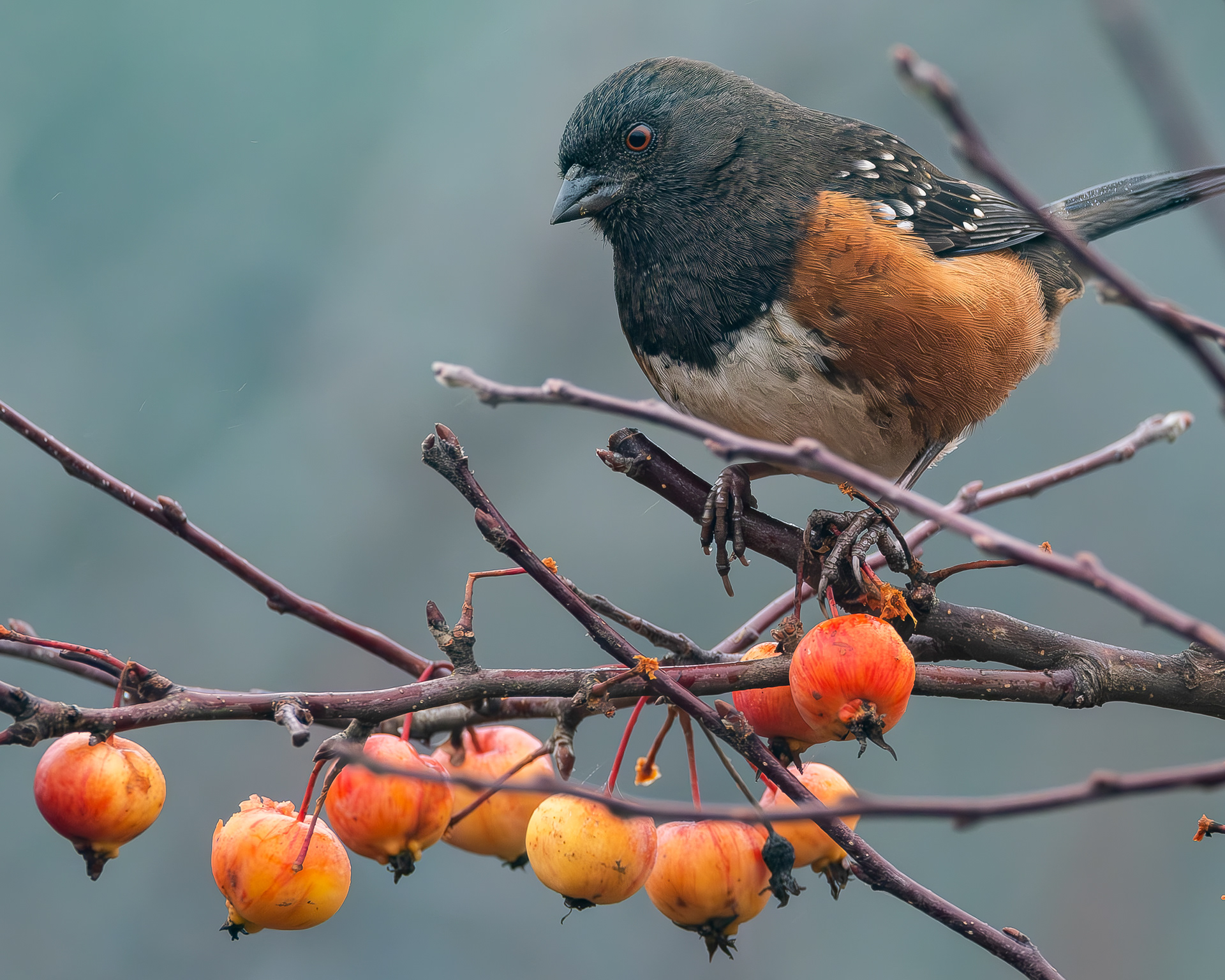 Spotted Towhee, Kjargaard Road