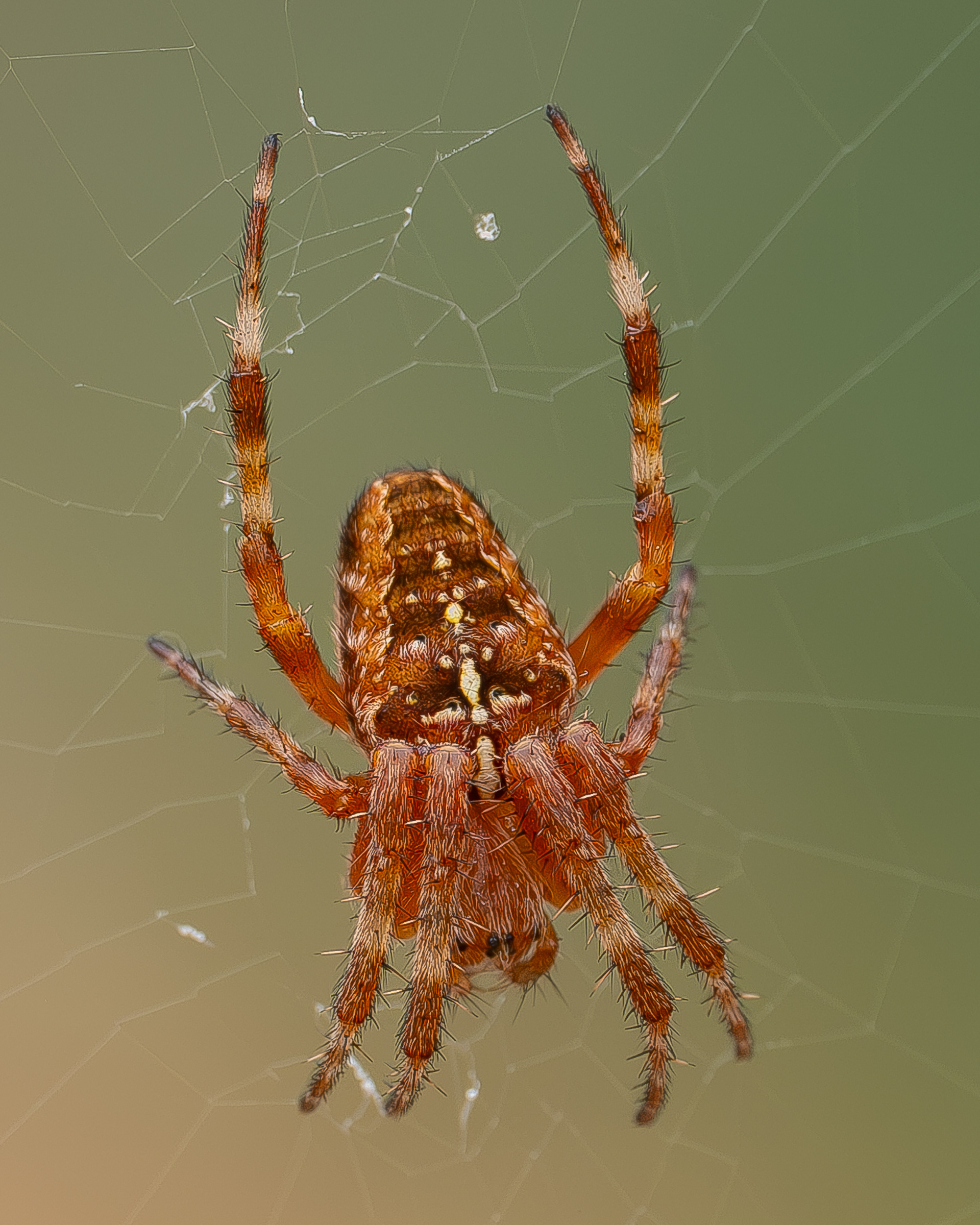 Cross Orbweaver (Araneus diadematus), Watmough Head