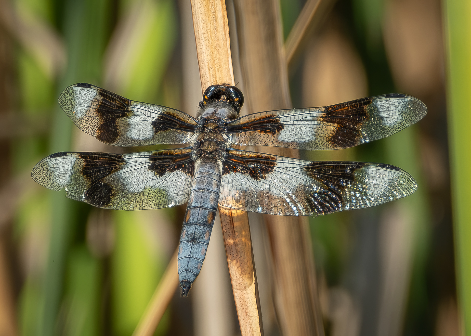 Eight-spotted Skimmer, Hummel Lake