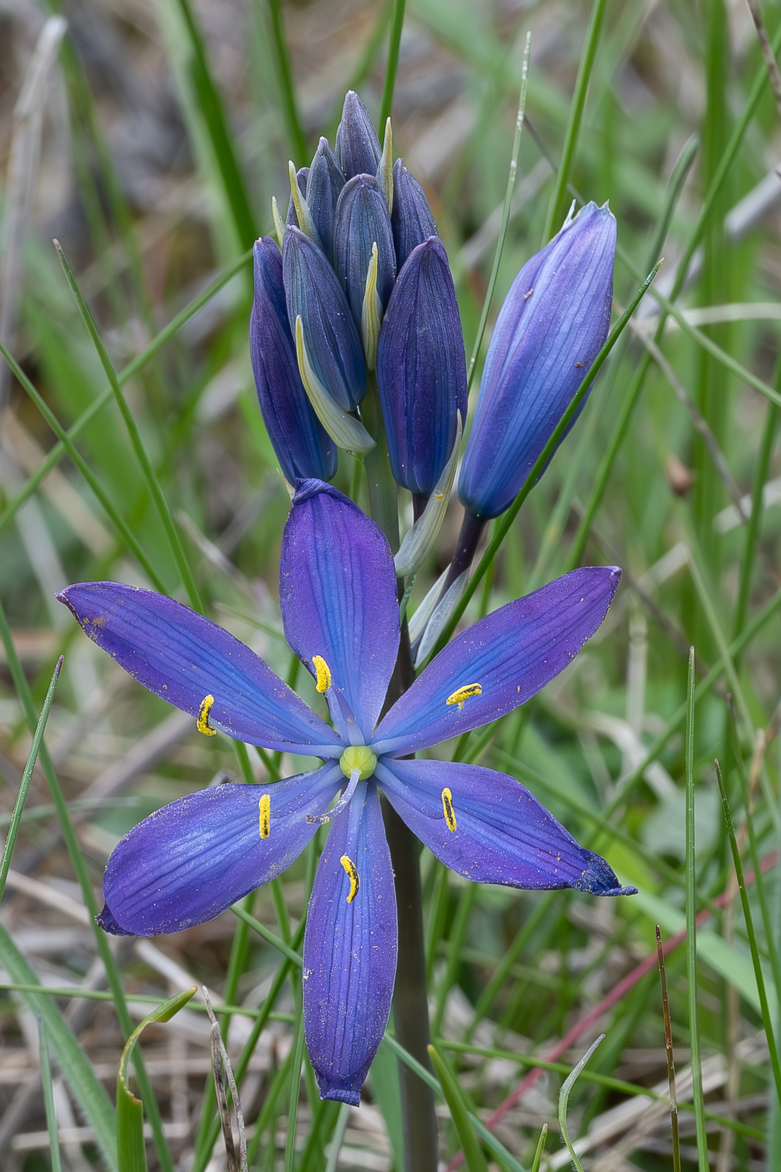 Great camas (Camassia leichtlinii), Point Coalville
