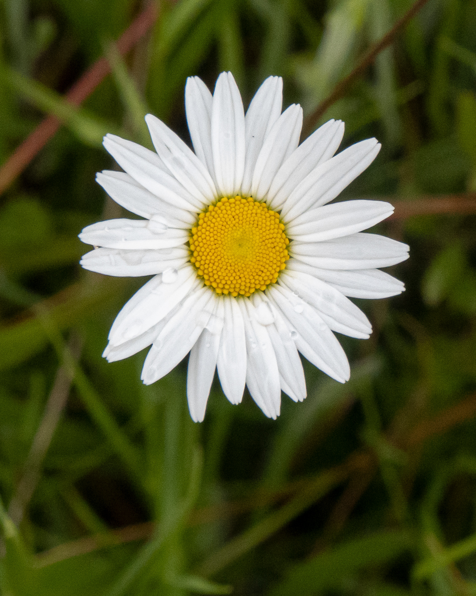 Oxeye daisy (Lecanthemum vulgate) Kjargaard Road - Noxious Class C