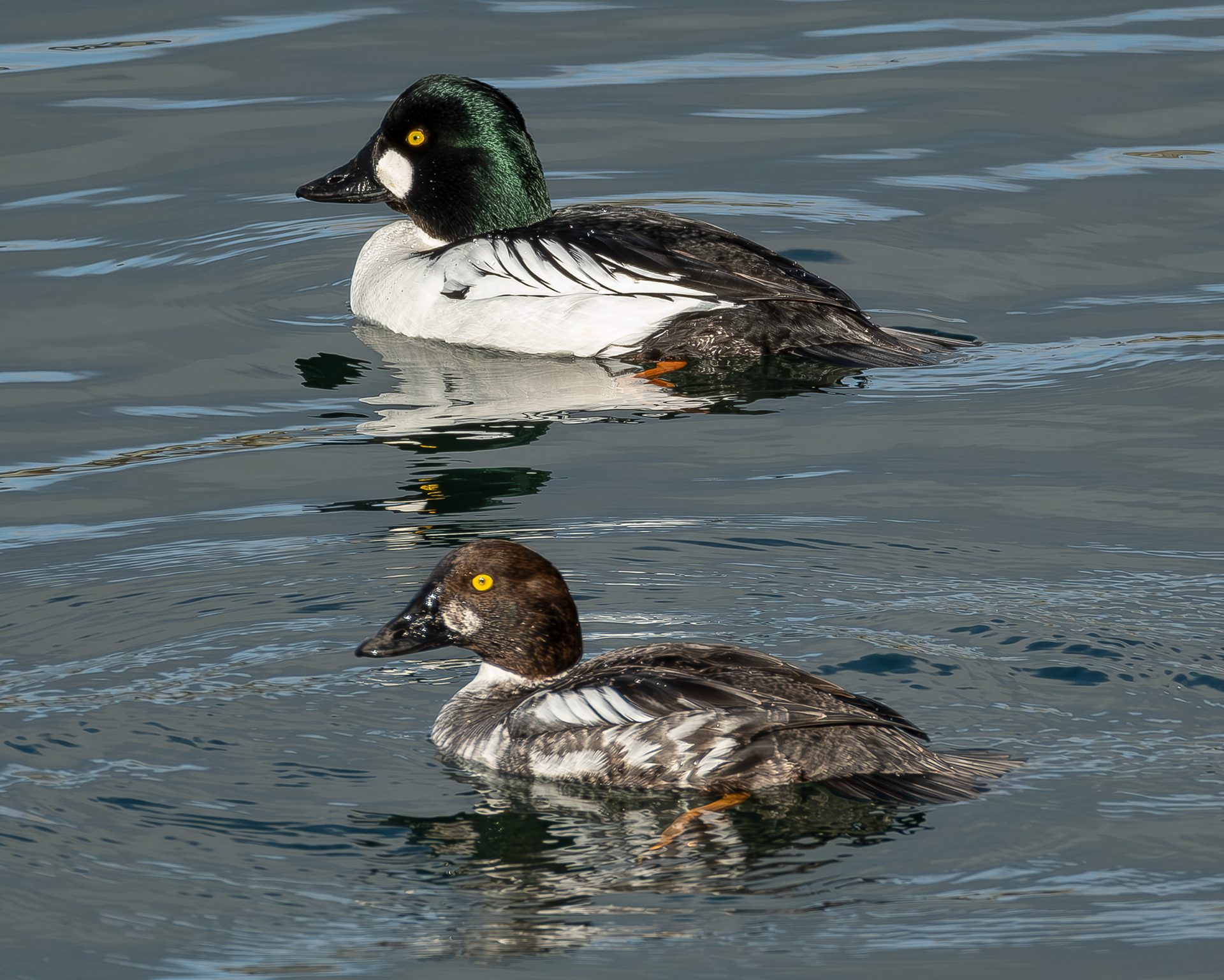 Common Goldeneye, Richardson
