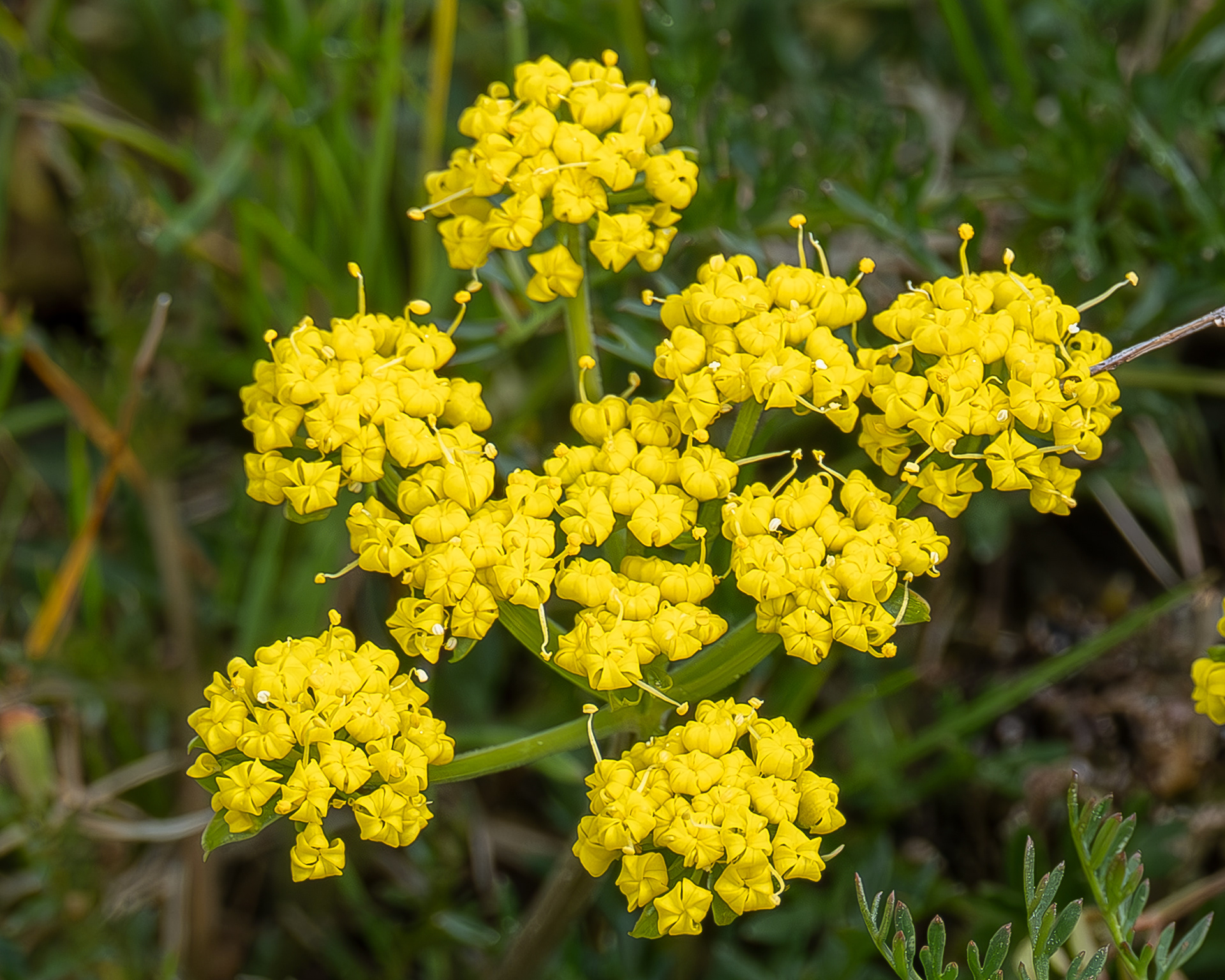 Spring gold (lomatium utriculatum), Richardson