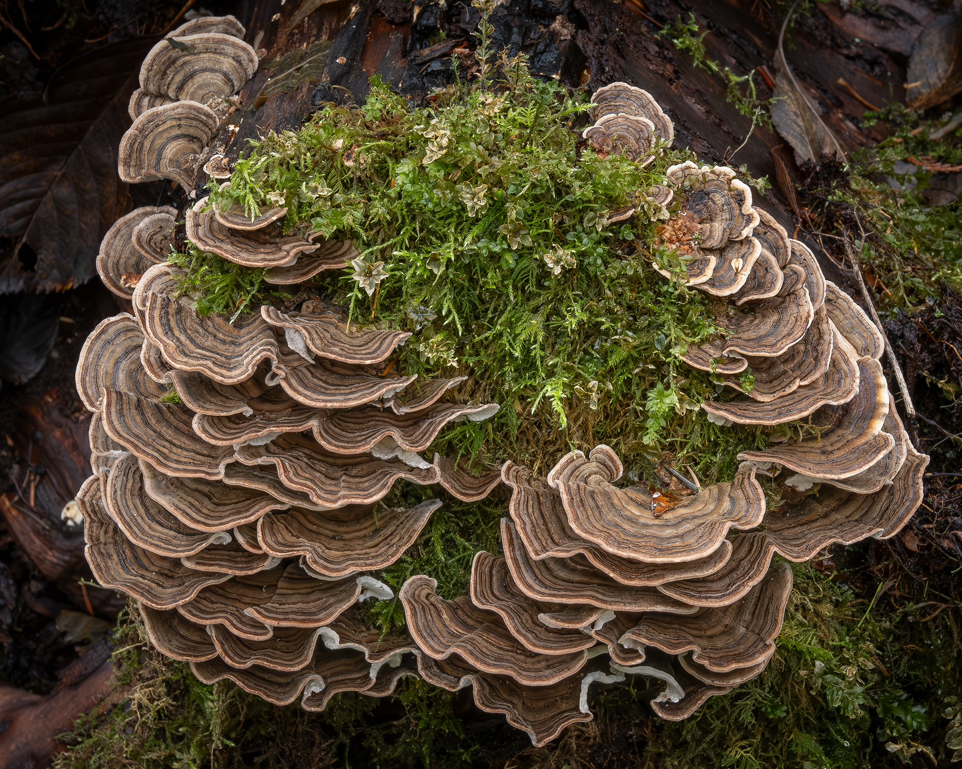 Turkey tail (Trametes versicolor), Hummel Lake Preserve