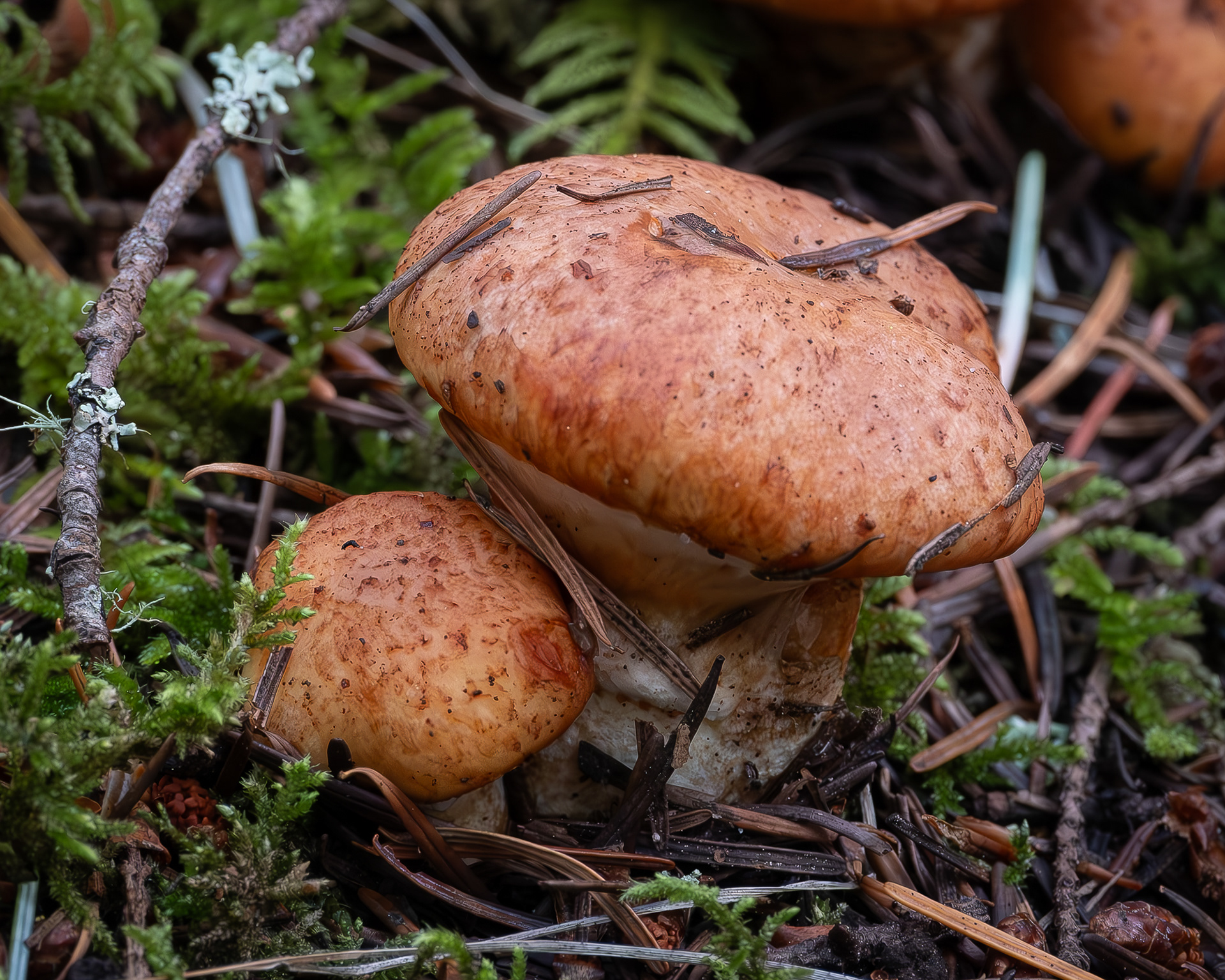 Fat Jack, (Suillus caerulescens), Point Colville