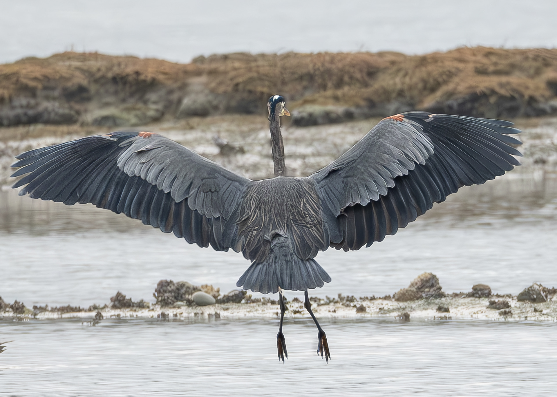 Great Blue Heron. Weeks Wetland Preserve