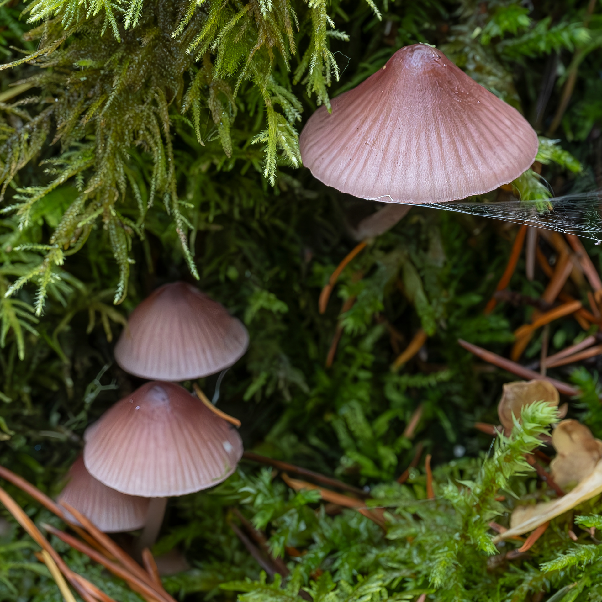 Bleeding fairy helmet (Mycena haematopsus), Lopez Hill
