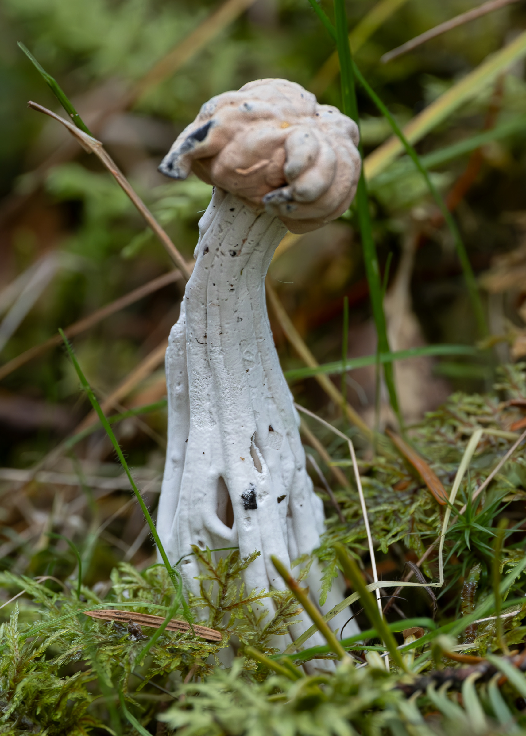 White saddle (Helvella crispa), Lopez Hill