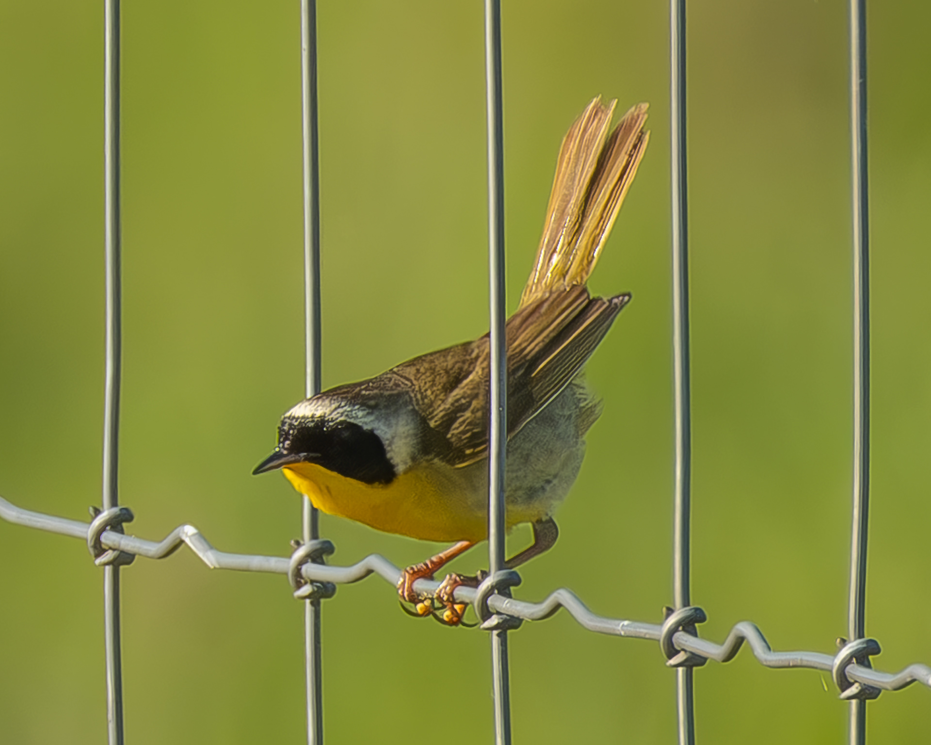 Common Yellowthroat, Richardson Marsh