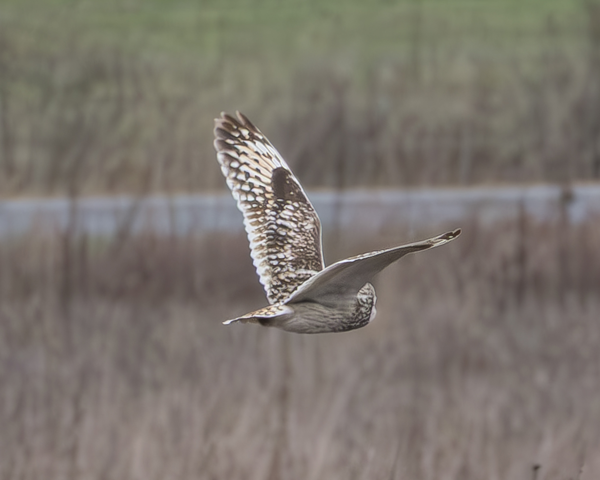 Short-eared Owl, Fisherman Bay Road