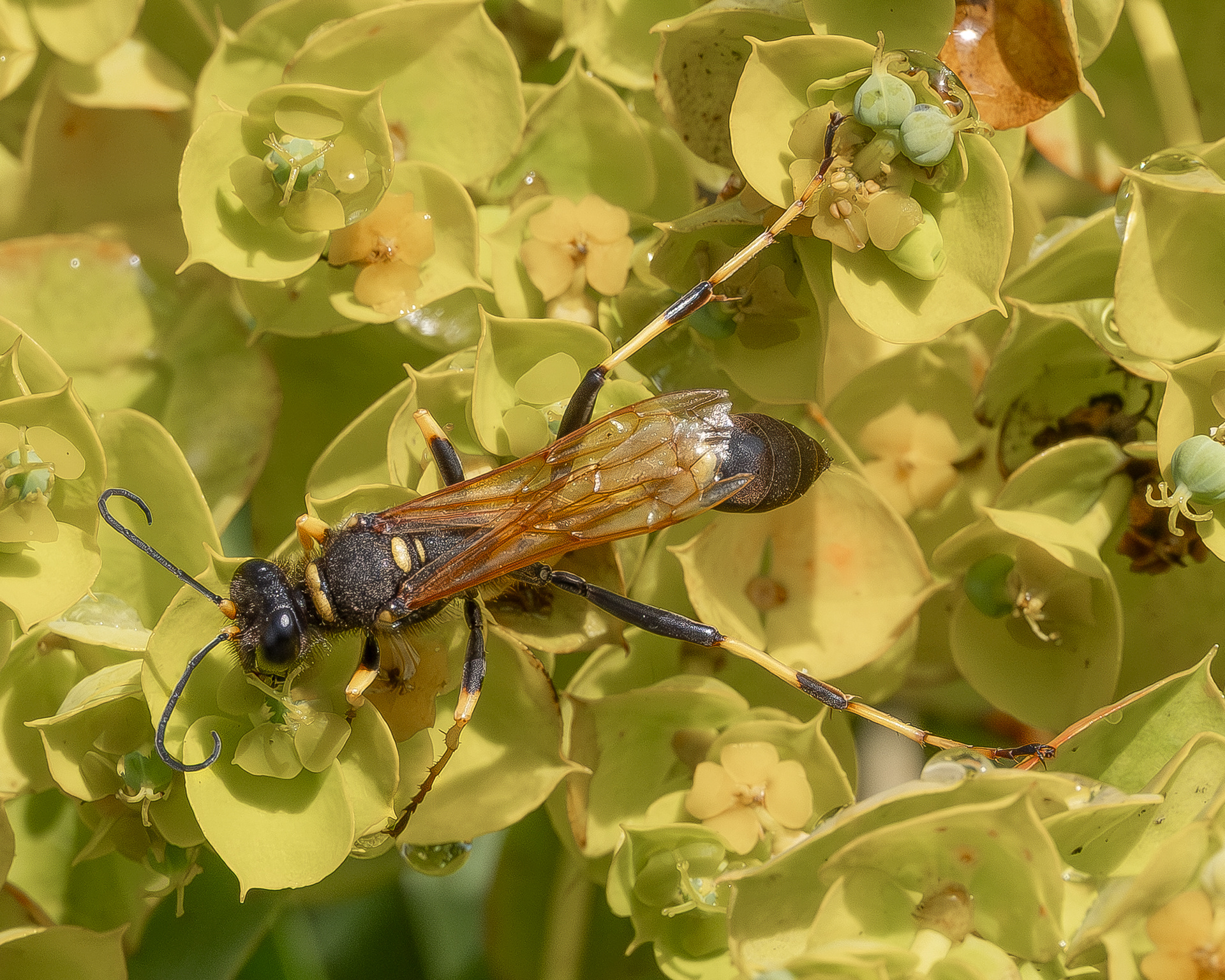 Yellow-legged Mud-dauber Wasp (Sceliphron caementarium), Kjargaard Road