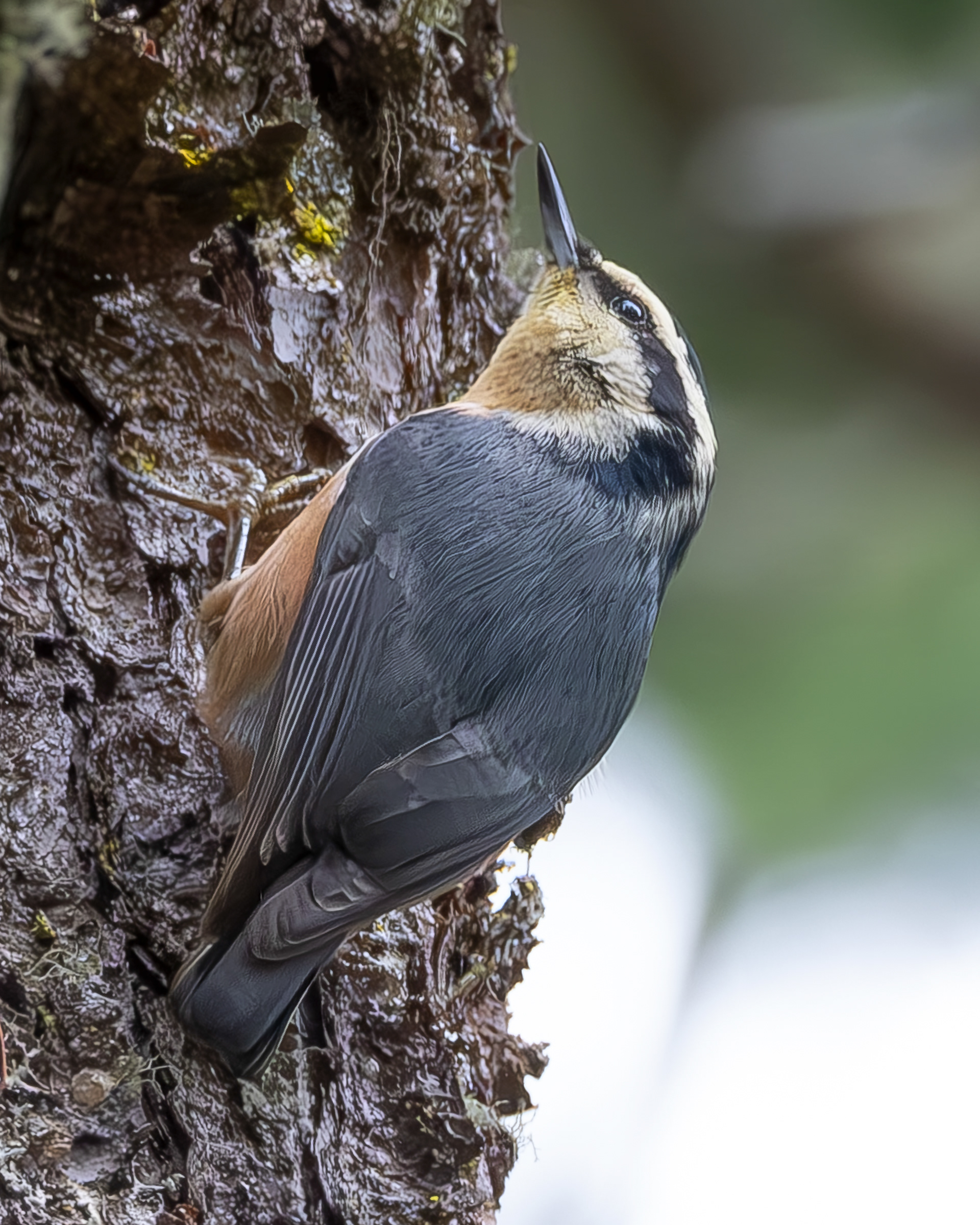Red-breasted Nuthatch, Channel Preserve