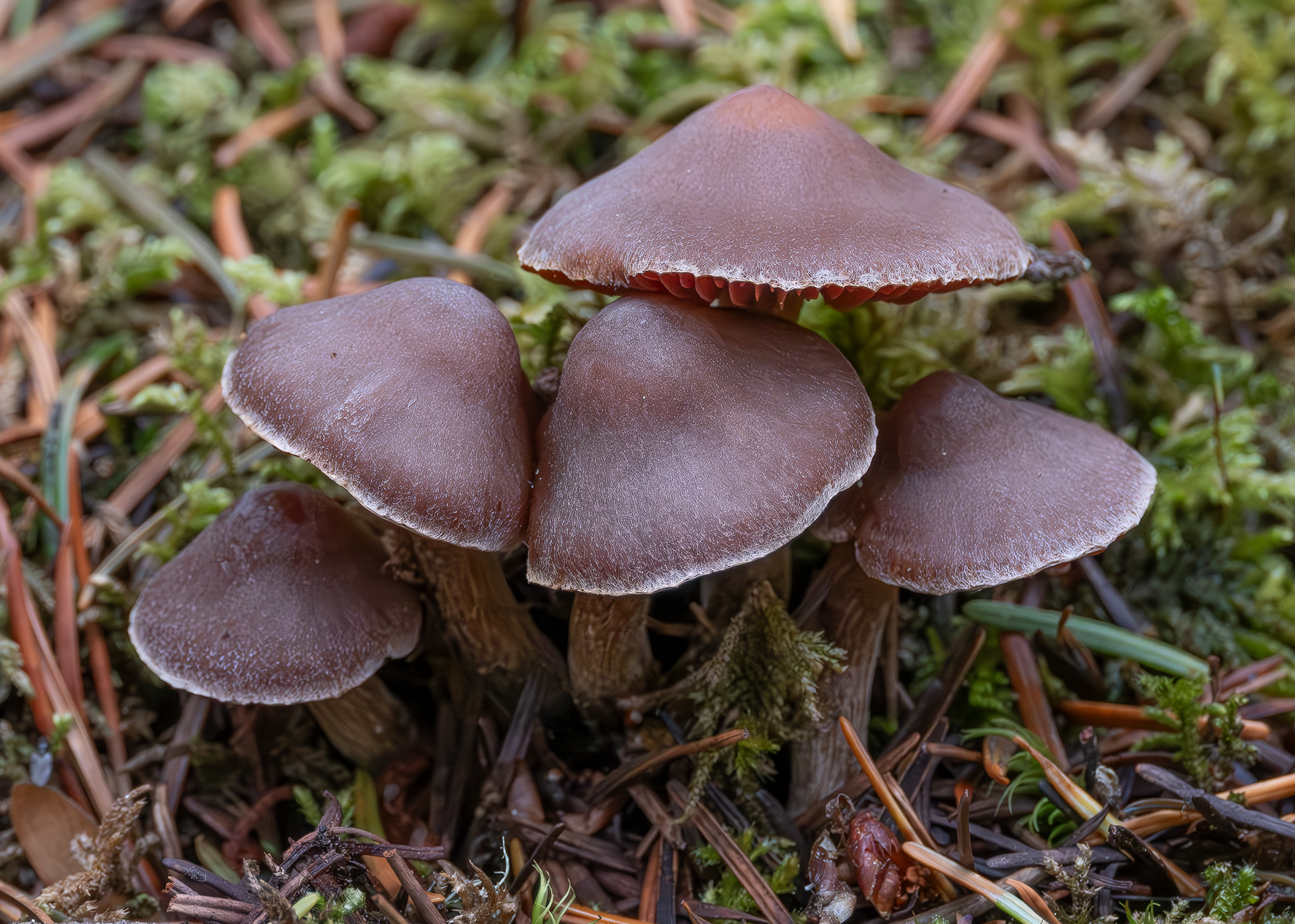 Pelargonium webcap (Cortinarius flexipes), Iceberg Point