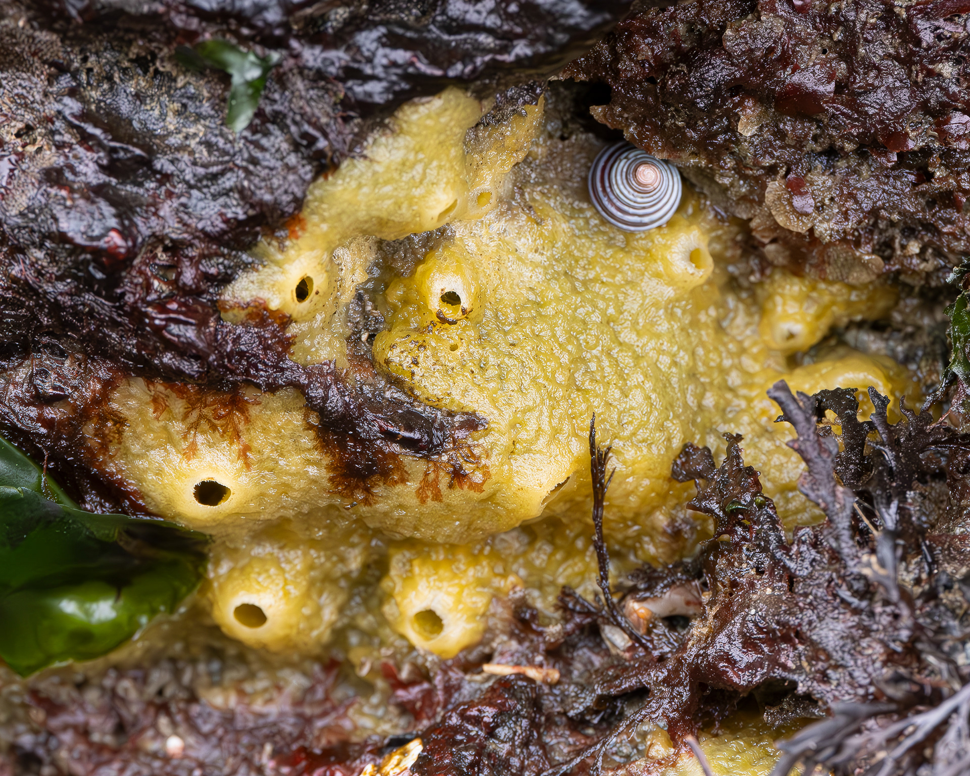 Bread-crumb Sponge, Davis Head