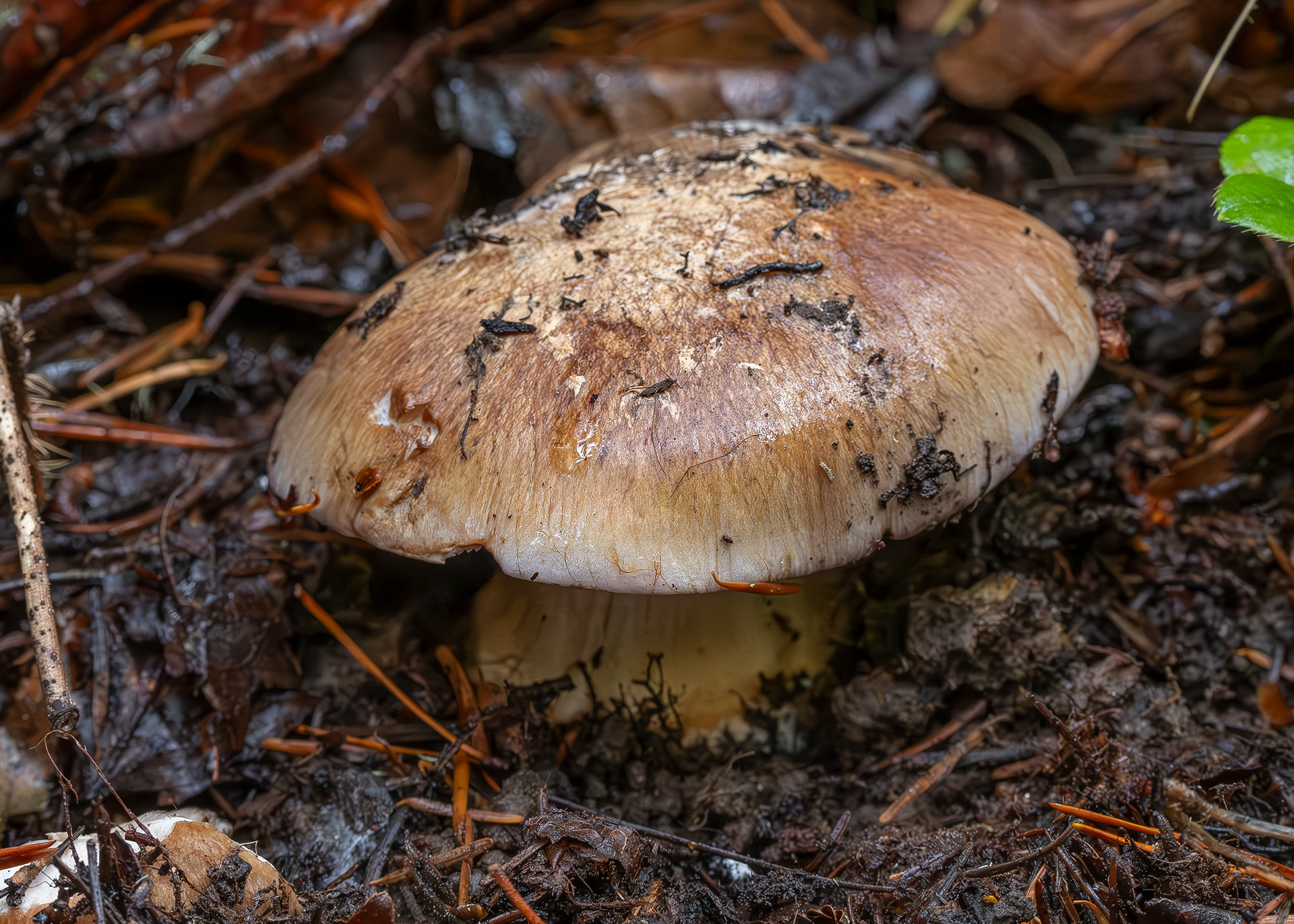 Blue-foot webcap (Cortinarius glaucopus), Chadwick Hill