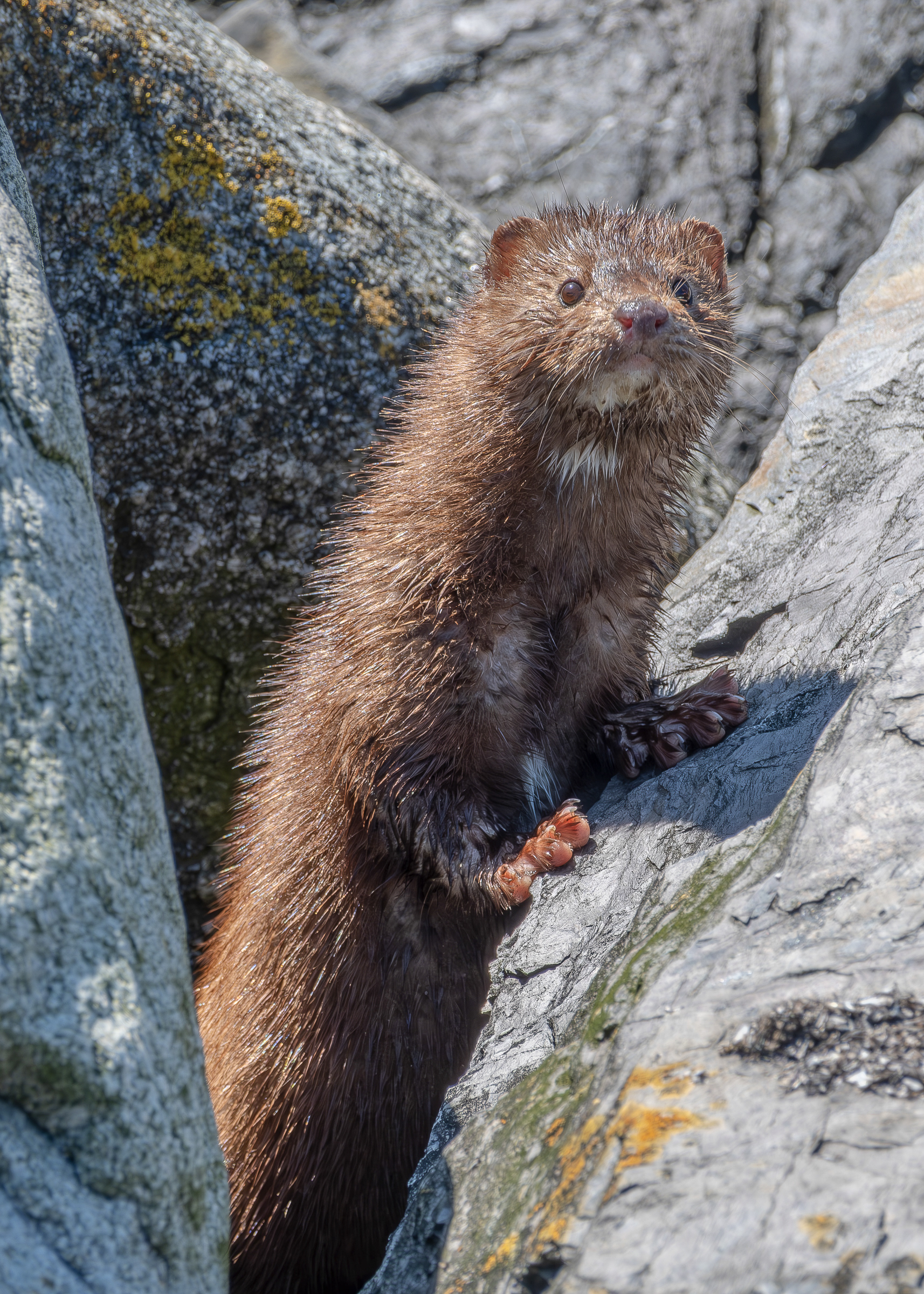 Mink, Iceberg Point