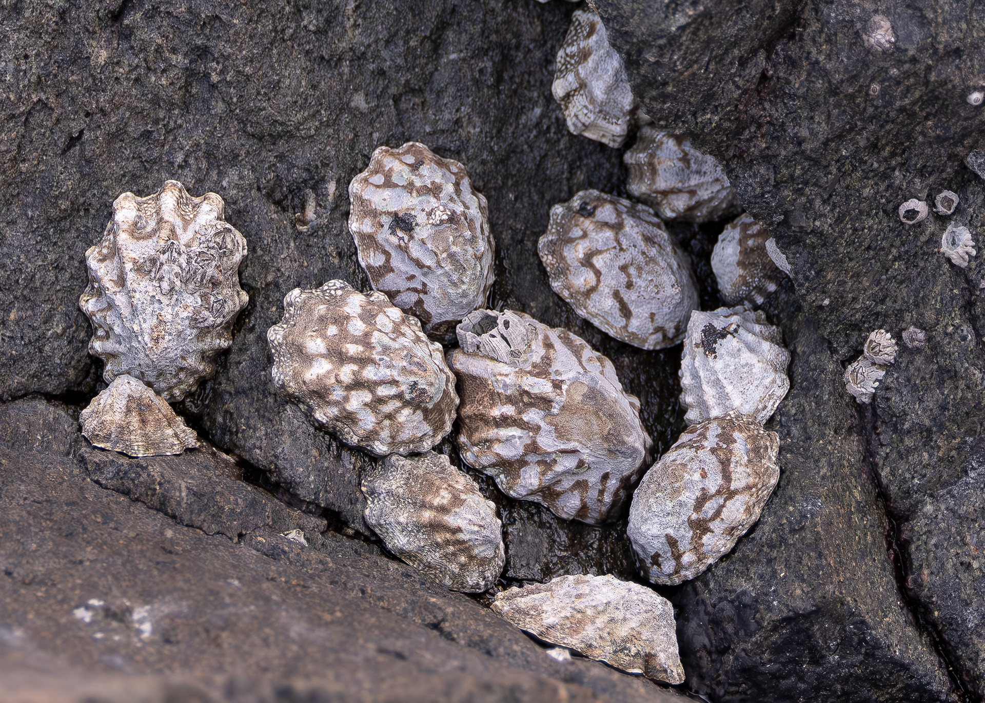 Fingered Limpet, Shark Reef