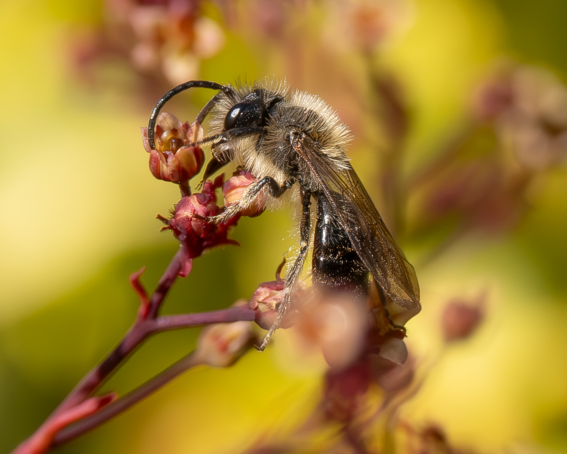 Frigid Mining Bee (Andrena frigida), Kjargaard Road