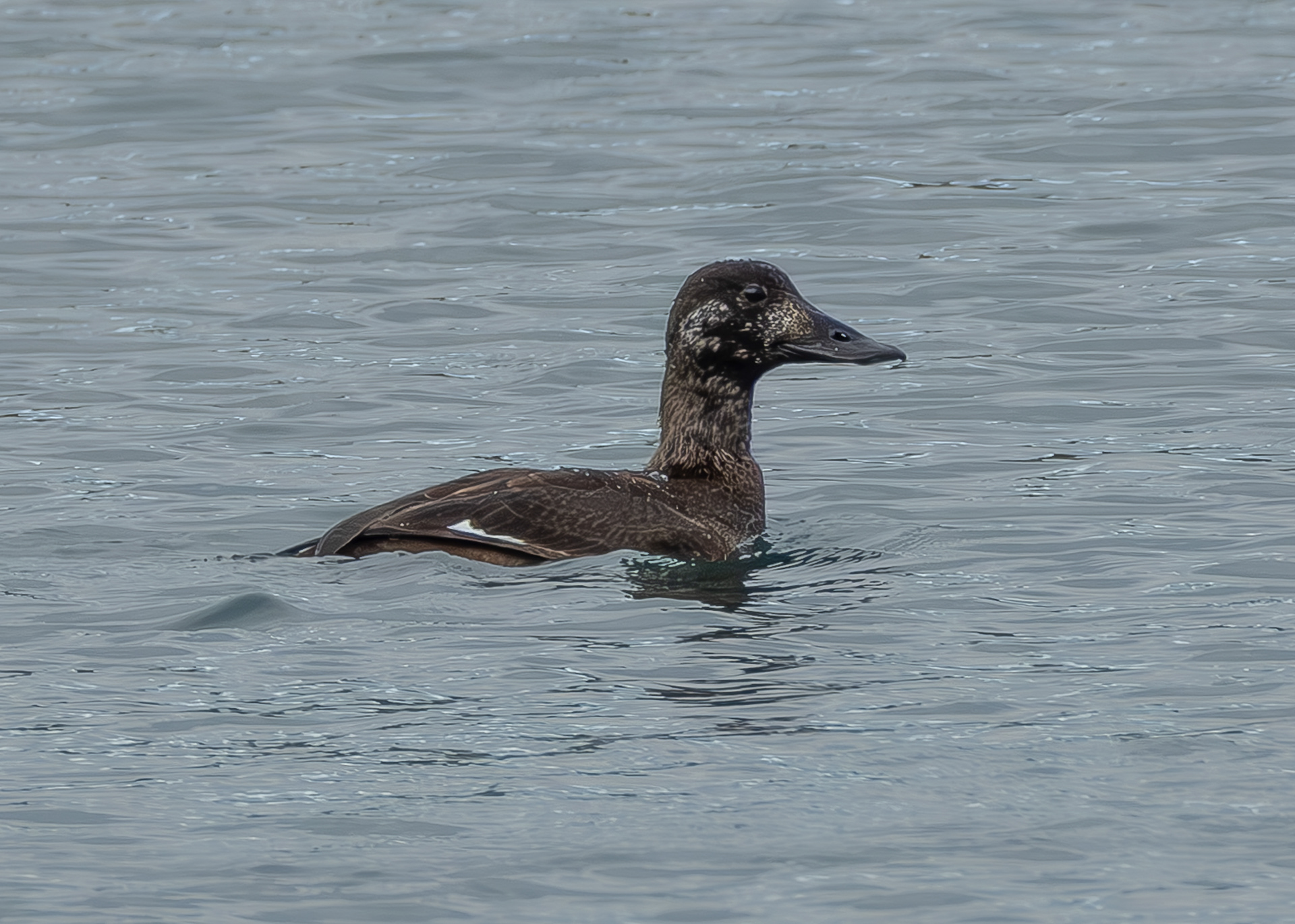 White-winged Scoter, MacKaye Harbor