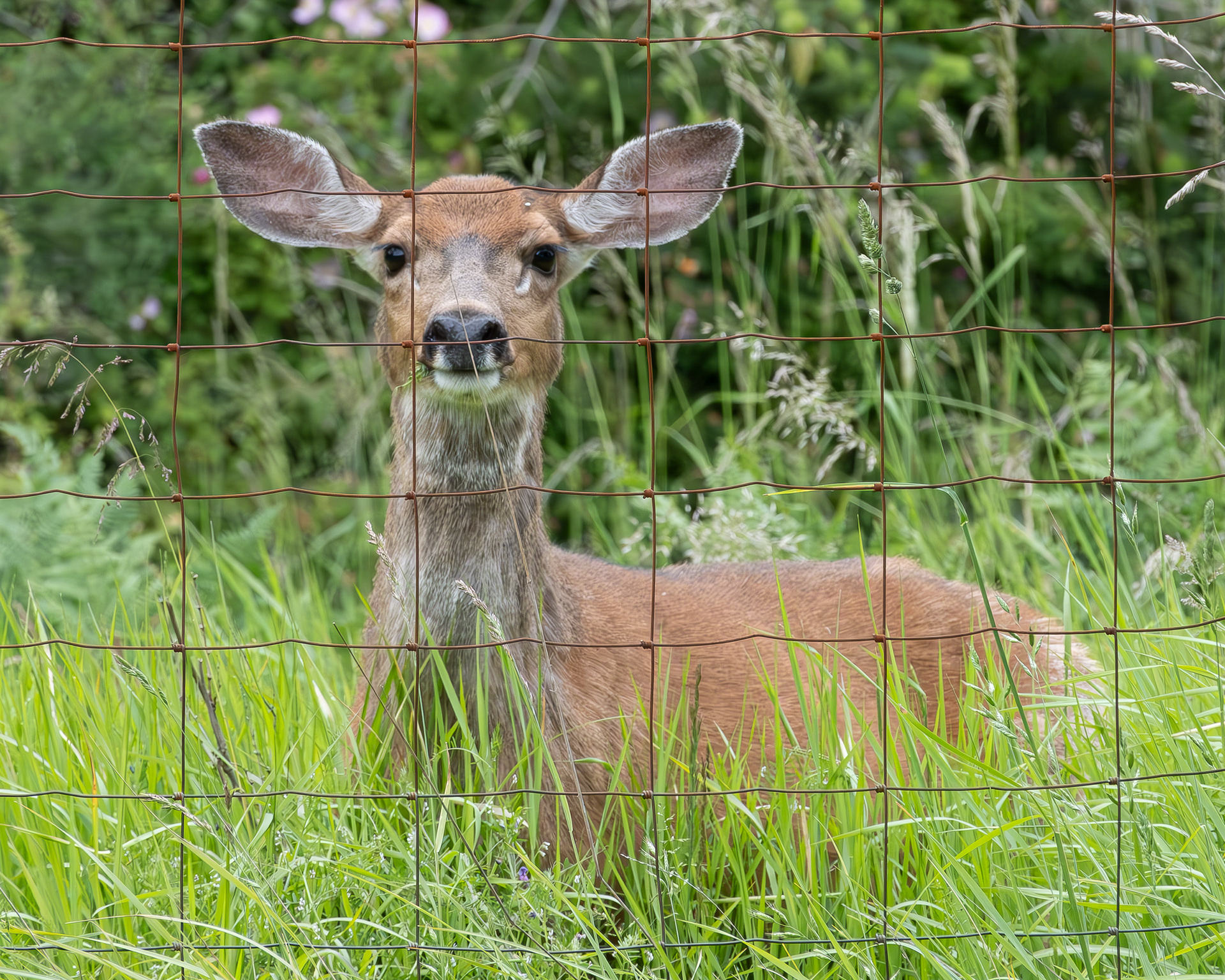 Columbian black-tail deer, Outside our garden fence