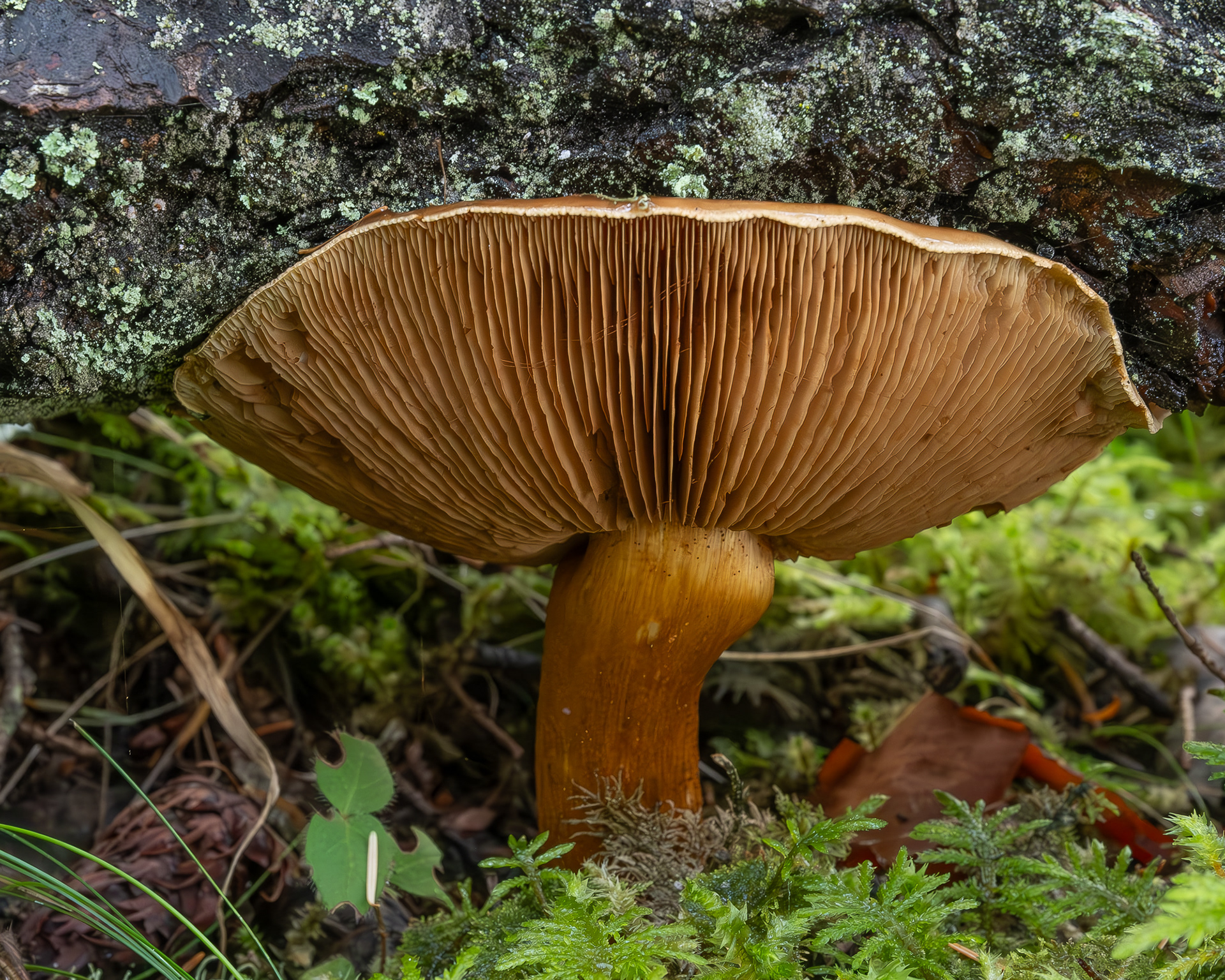 Bruising webcap (Cortinarius purpurascens)?, Upright Head