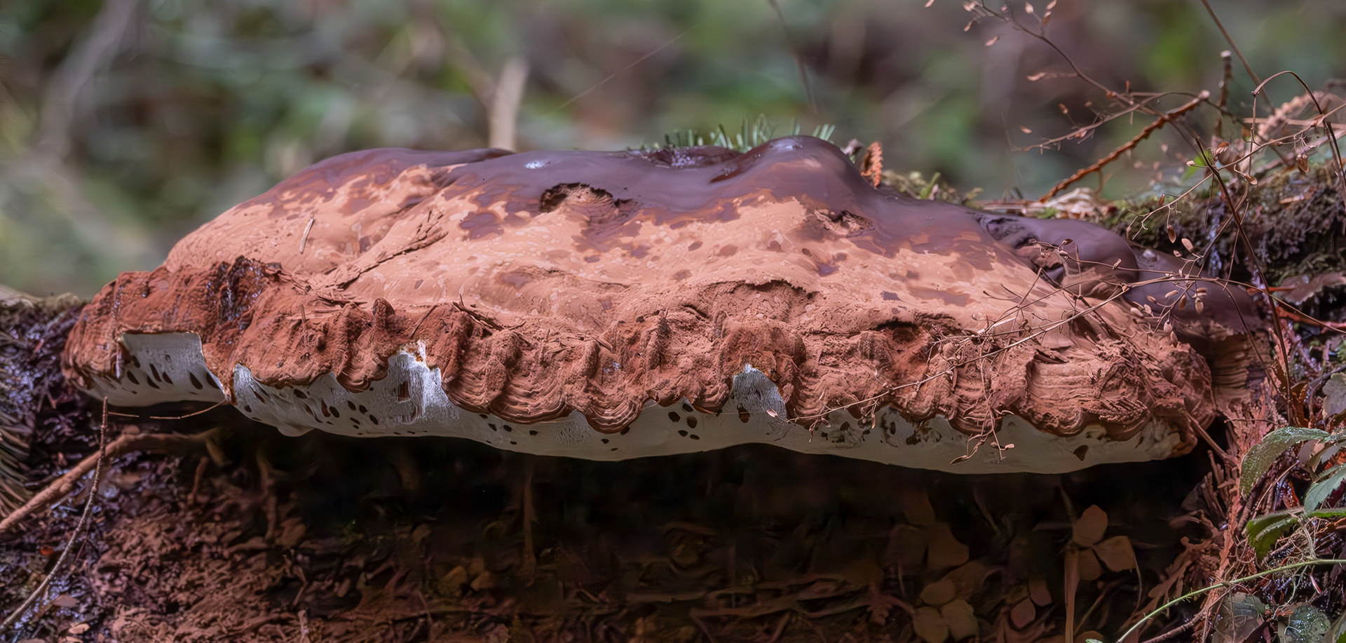 Artist's con (Ganoderma applanatum), Odlin County Park