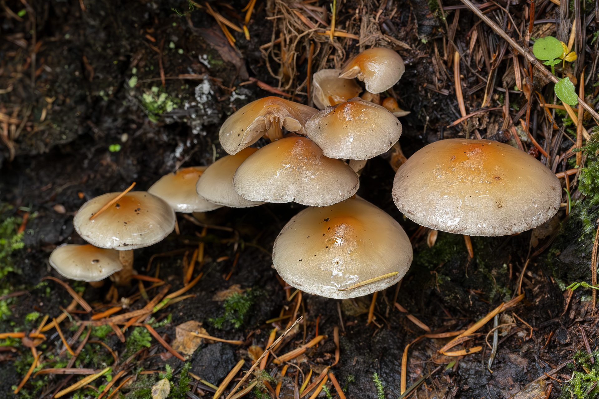 Sulphur tuft (Hypholoma fasciculare), Odlin Park