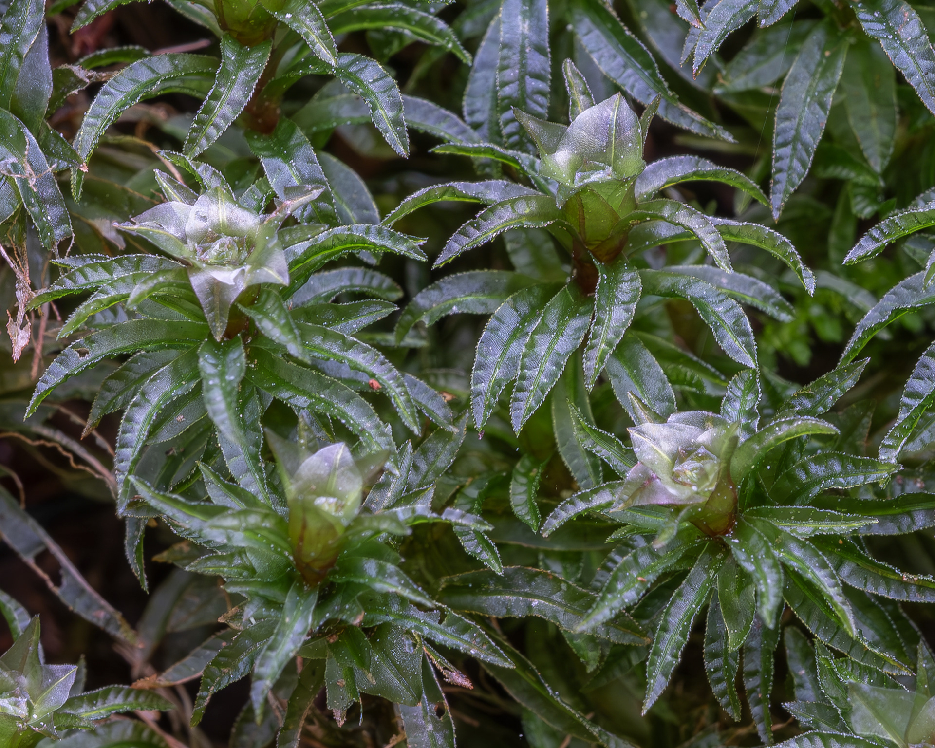 Selwyn's Smoothcap Moss, (Atrichum selwynii), Hummel Lake Preserve