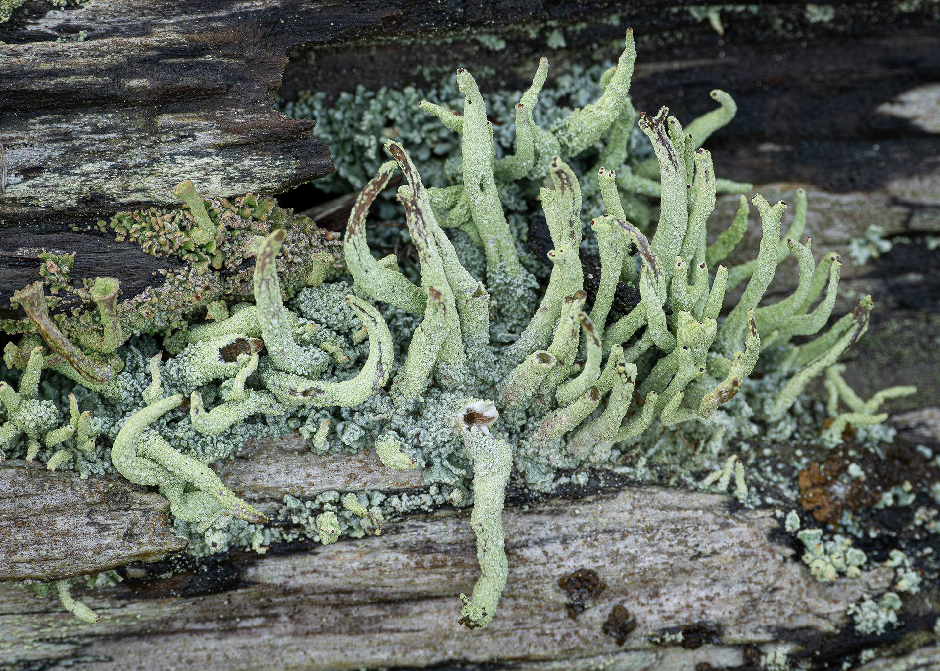 Common powder horn (Cladonia conioncraea), Spencer Spit
